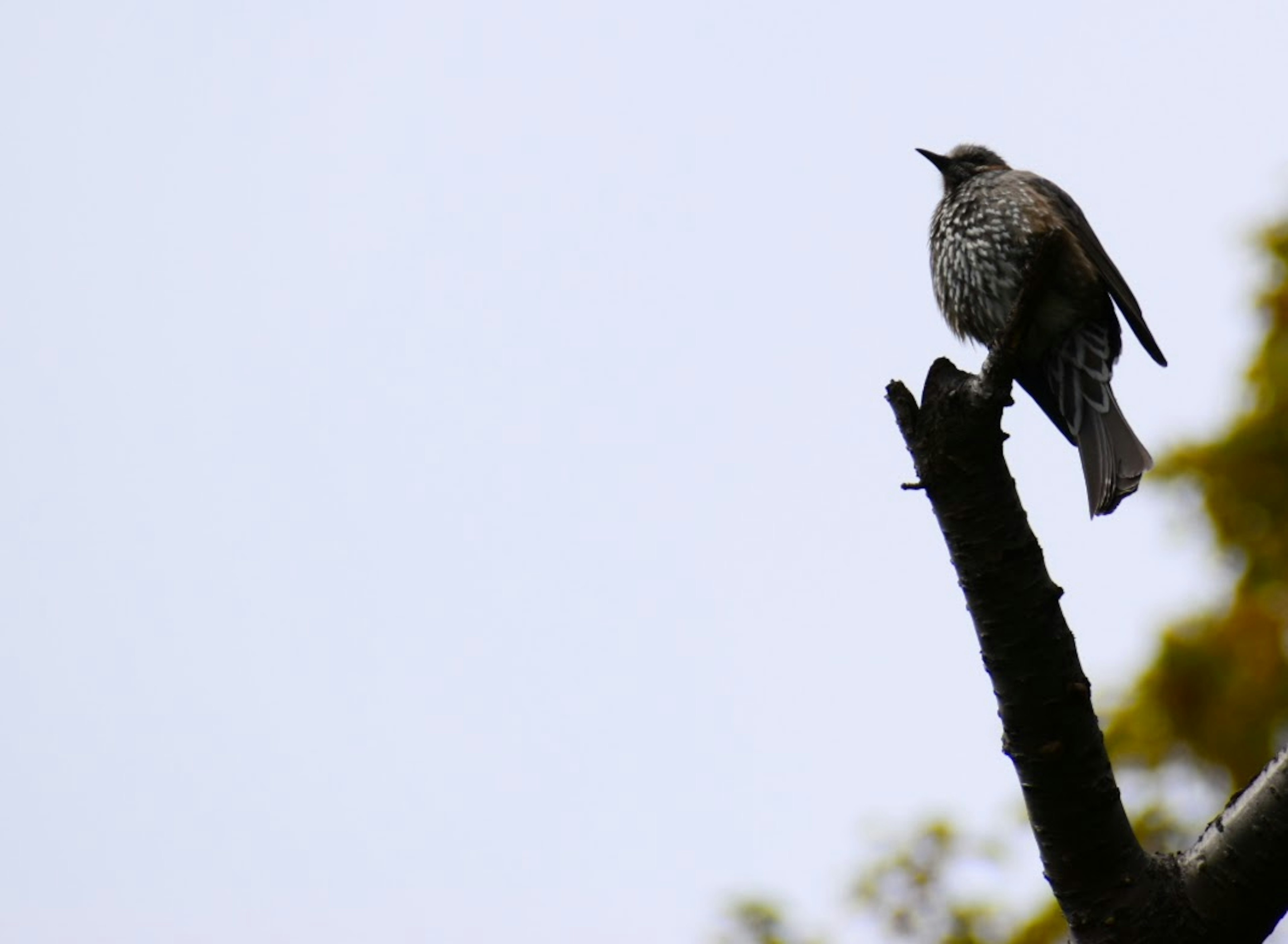 Silhouette eines Vogels auf einem Baumast