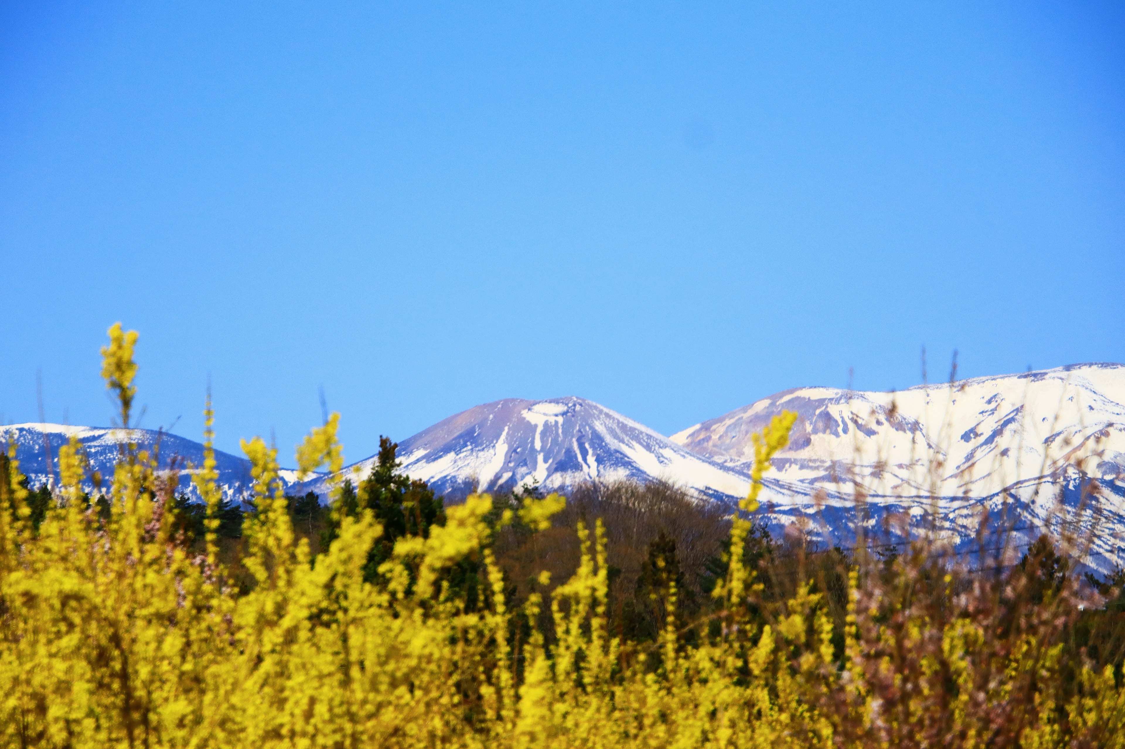 青空の下に雪をかぶった山々と黄色い花が咲く風景