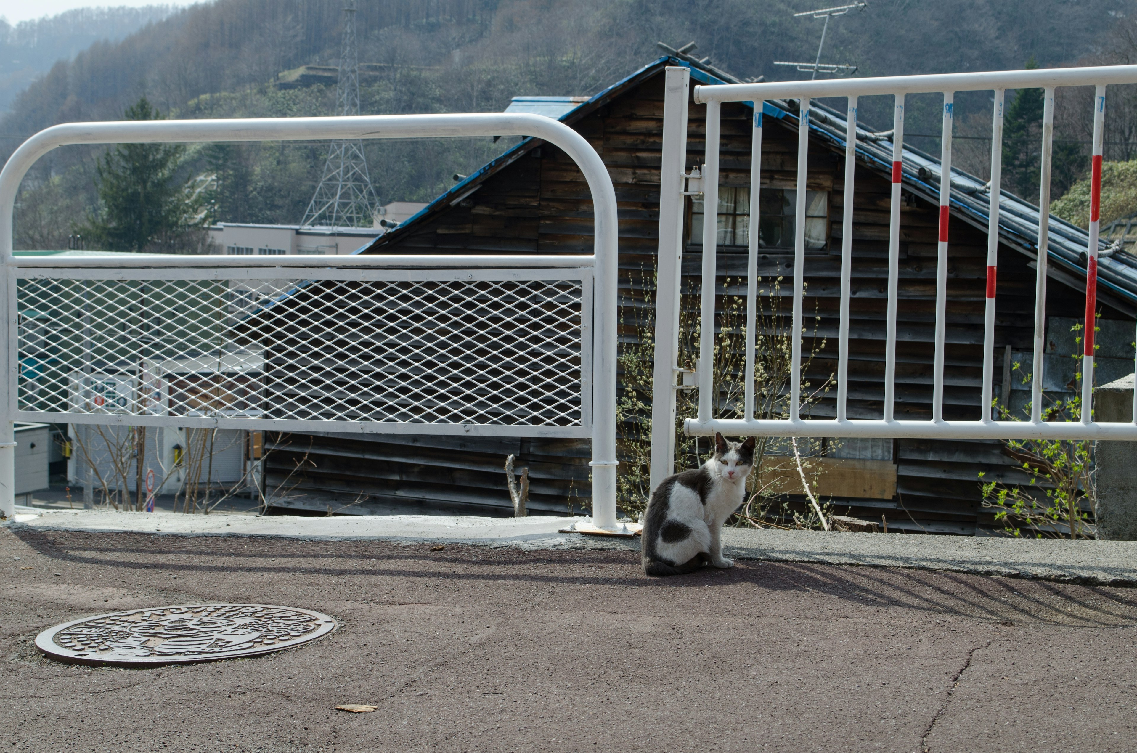 A black and white cat sitting near a white gate