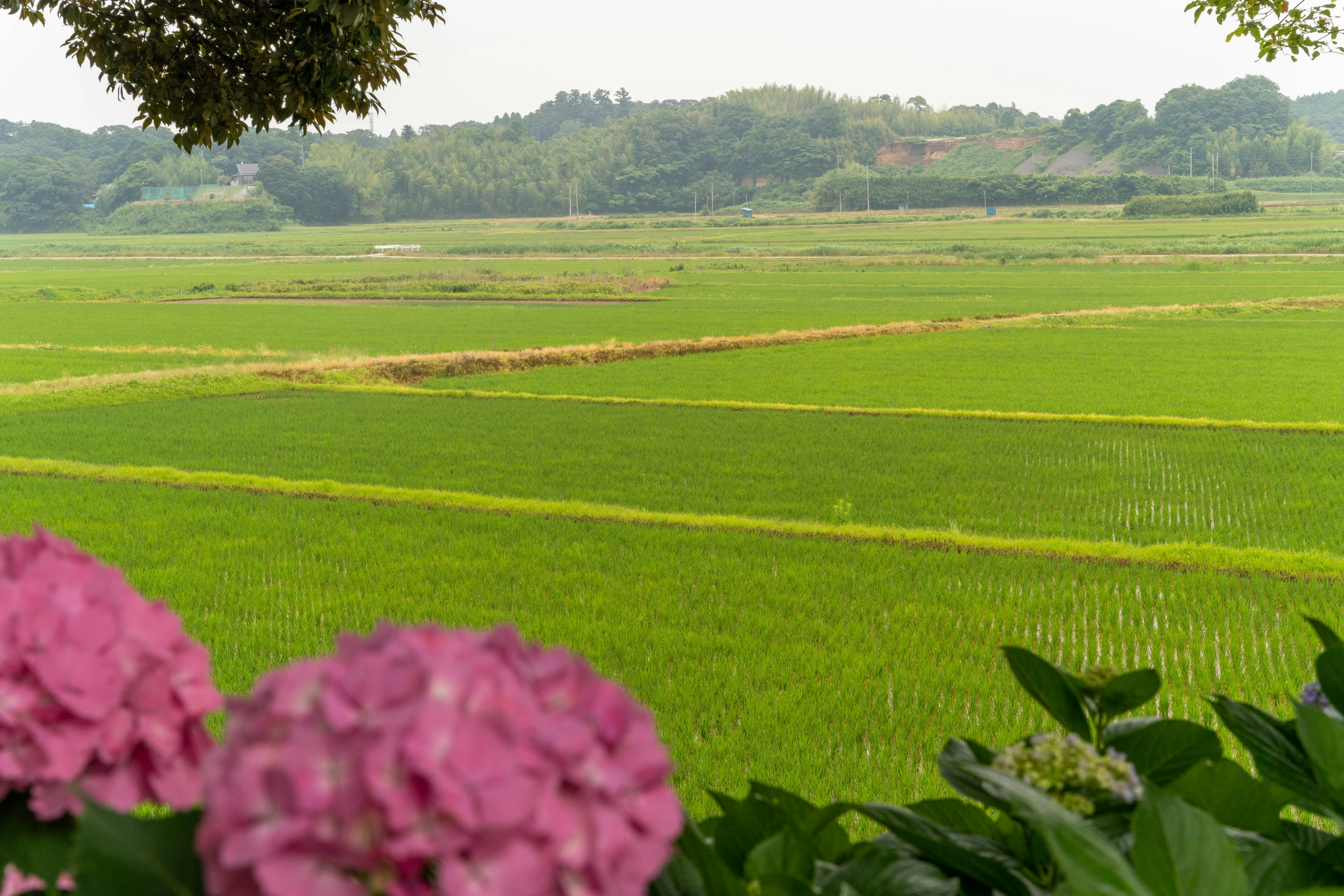 Pemandangan sawah hijau dengan bunga pink di latar depan