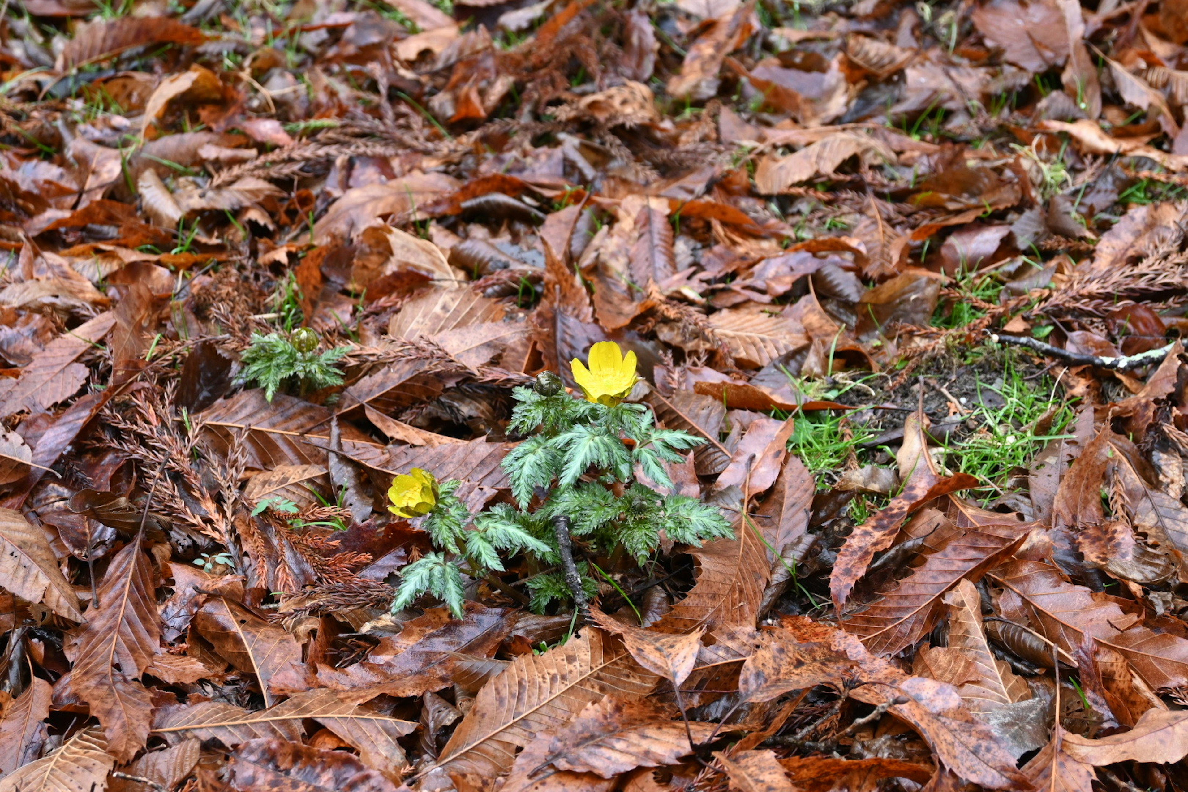 Gelbe Blume blüht zwischen braunen, gefallenen Blättern