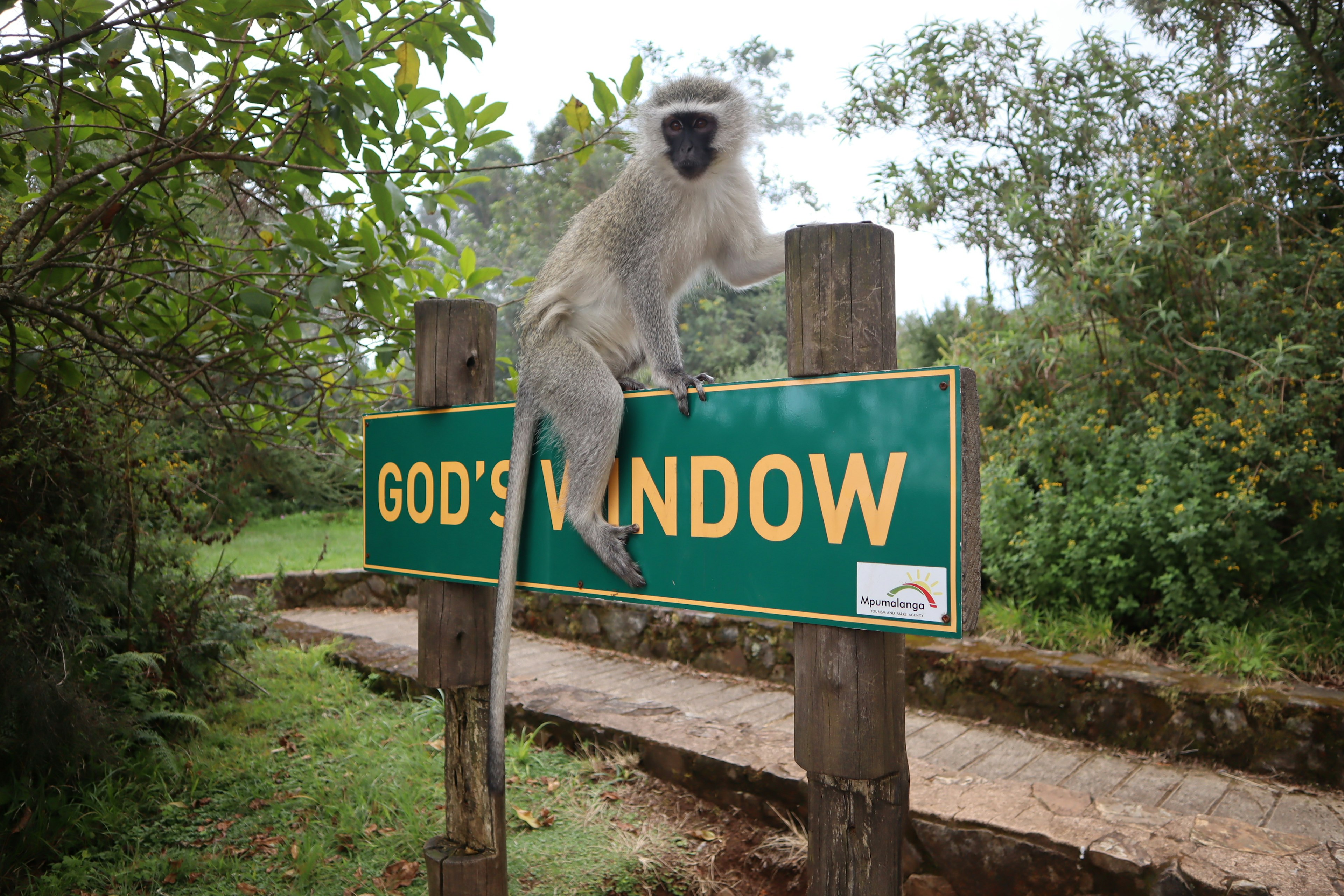 Affe sitzt auf dem Schild von God's Window