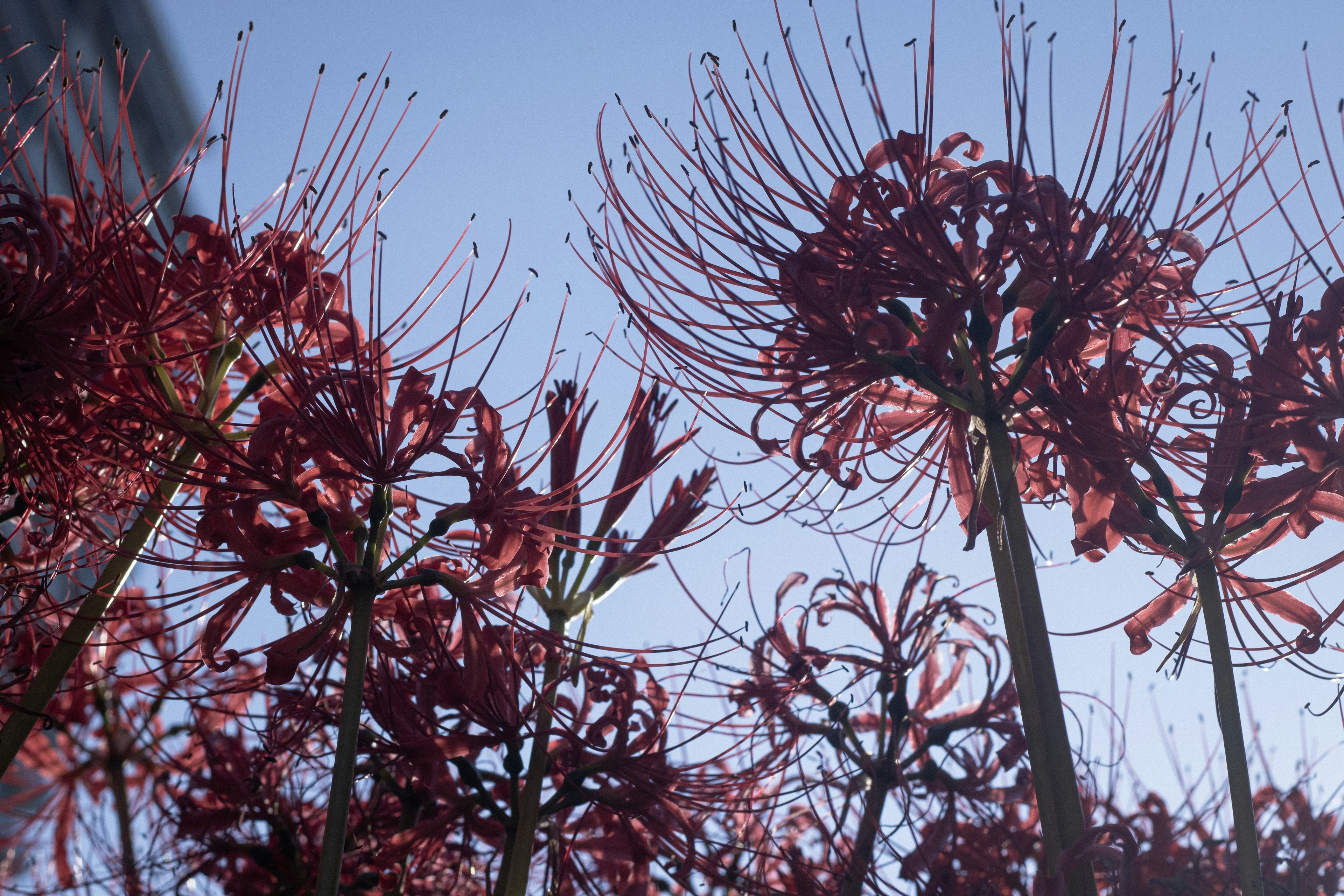 Gruppe roter Spinnenlilien vor blauem Himmel