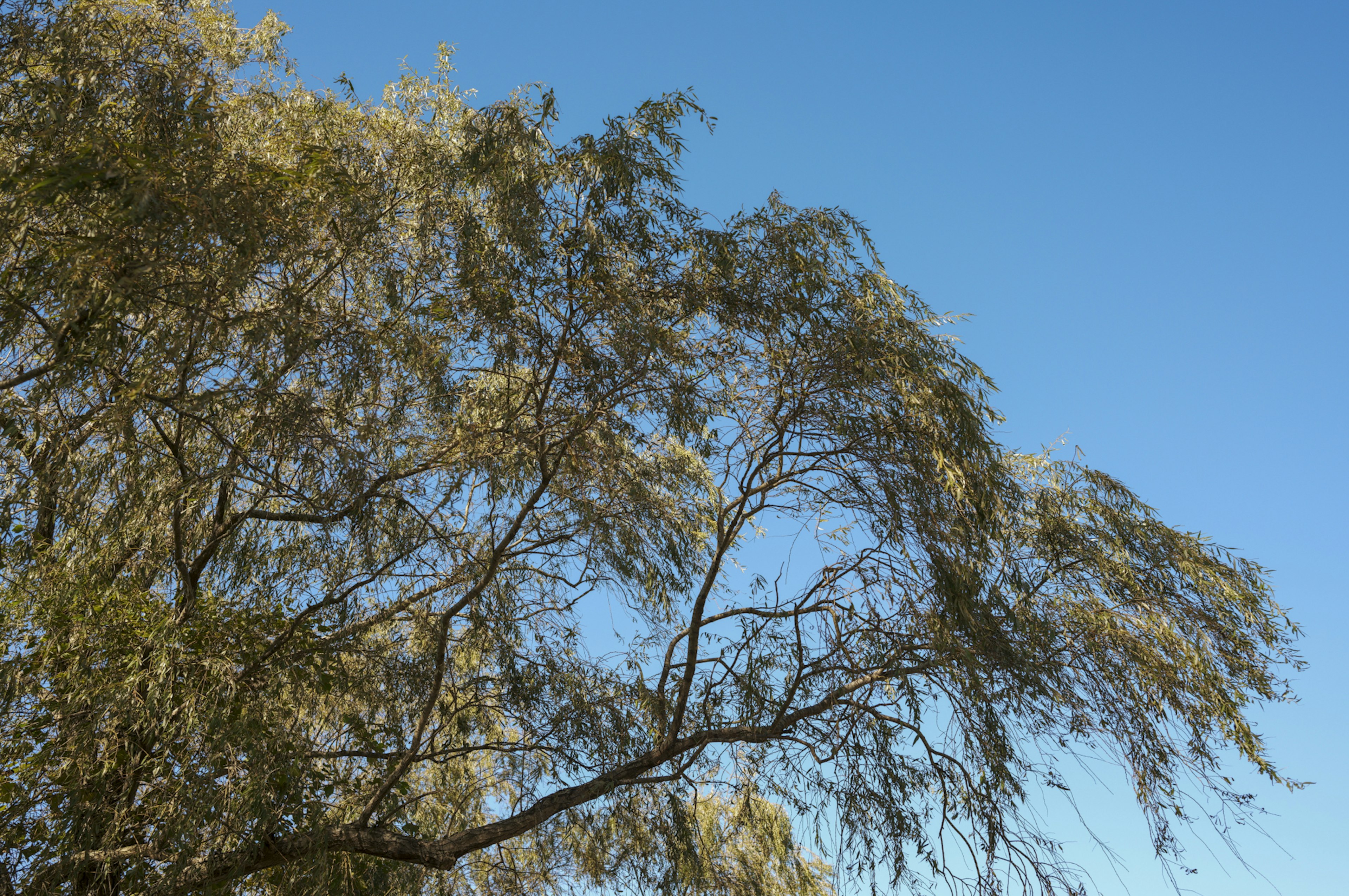 Tree branches with delicate leaves against a clear blue sky