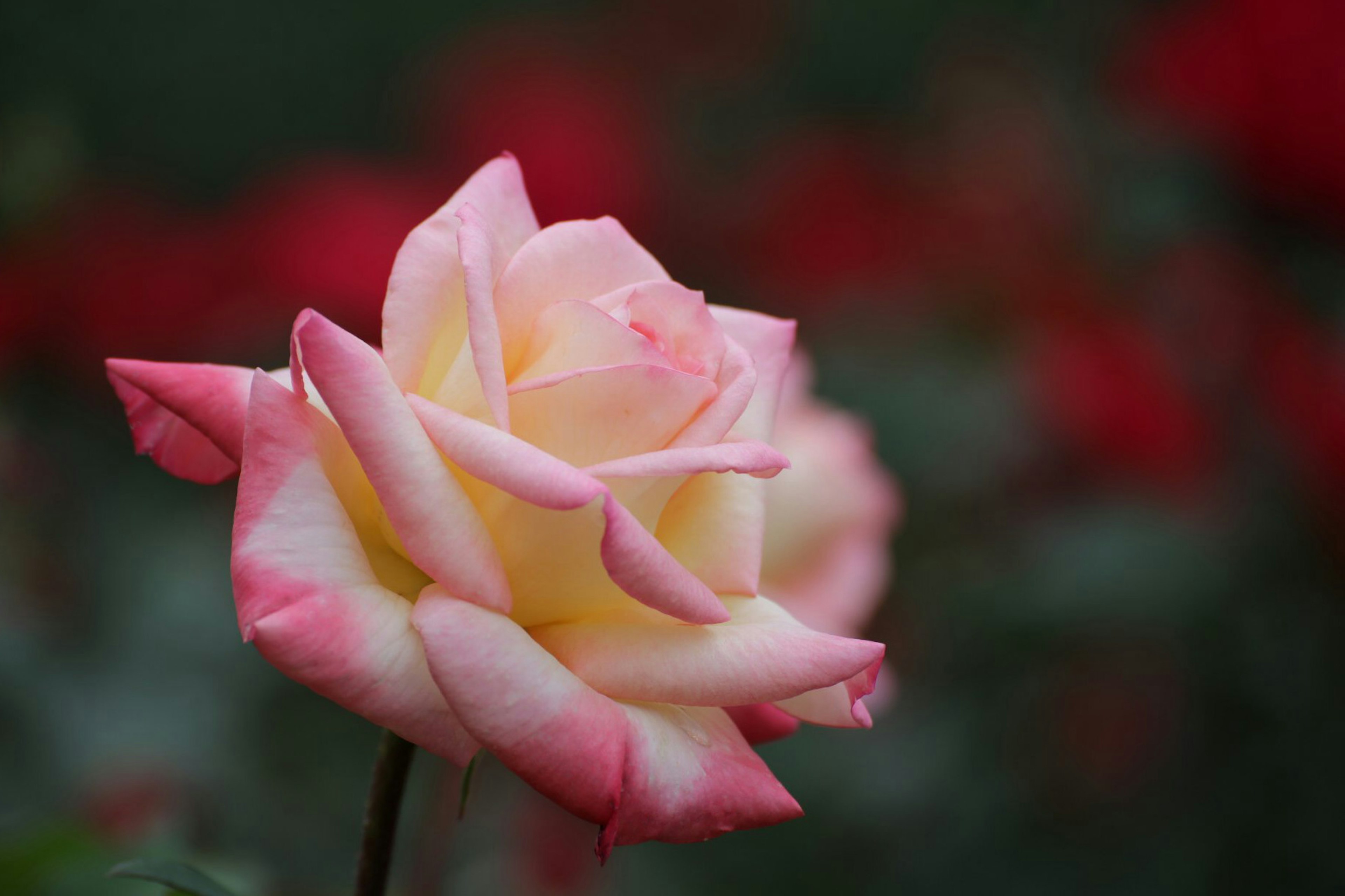 A pink and yellow rose elegantly blooms with blurred red flowers in the background