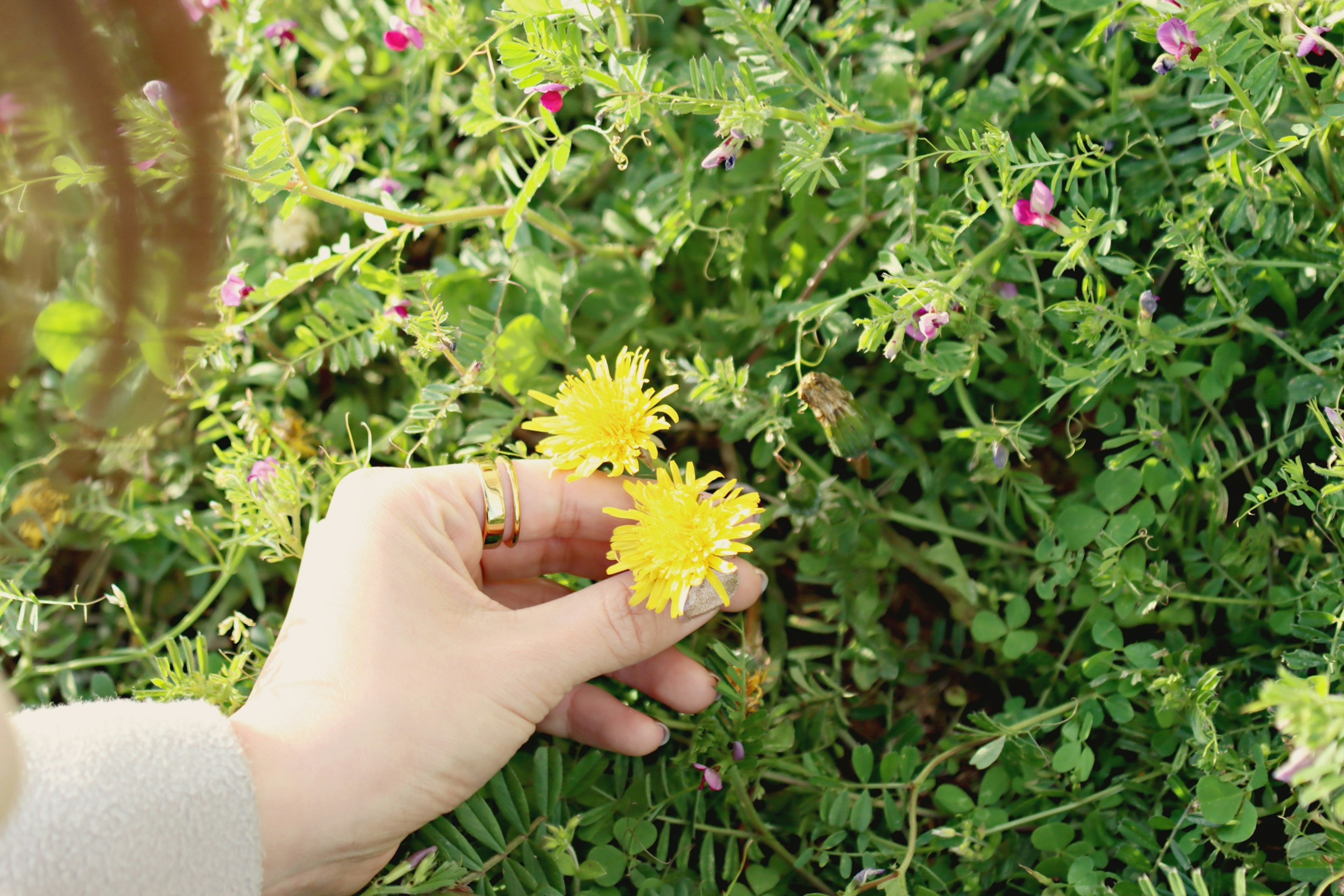 手に黄色い花を持つ女性の手と緑の植物