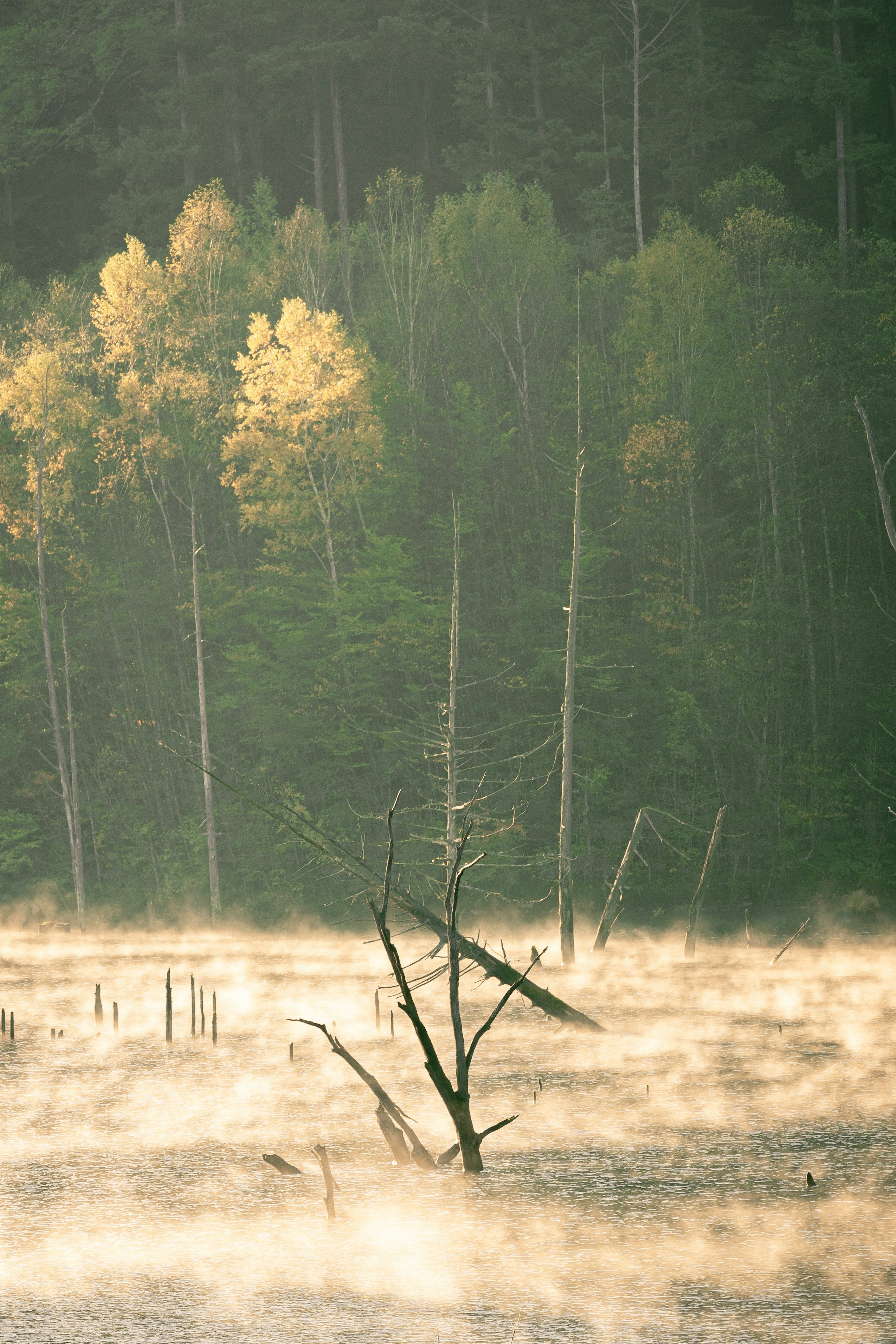 Un albero morto solitario che si erge nella nebbia con una foresta verde vibrante sullo sfondo