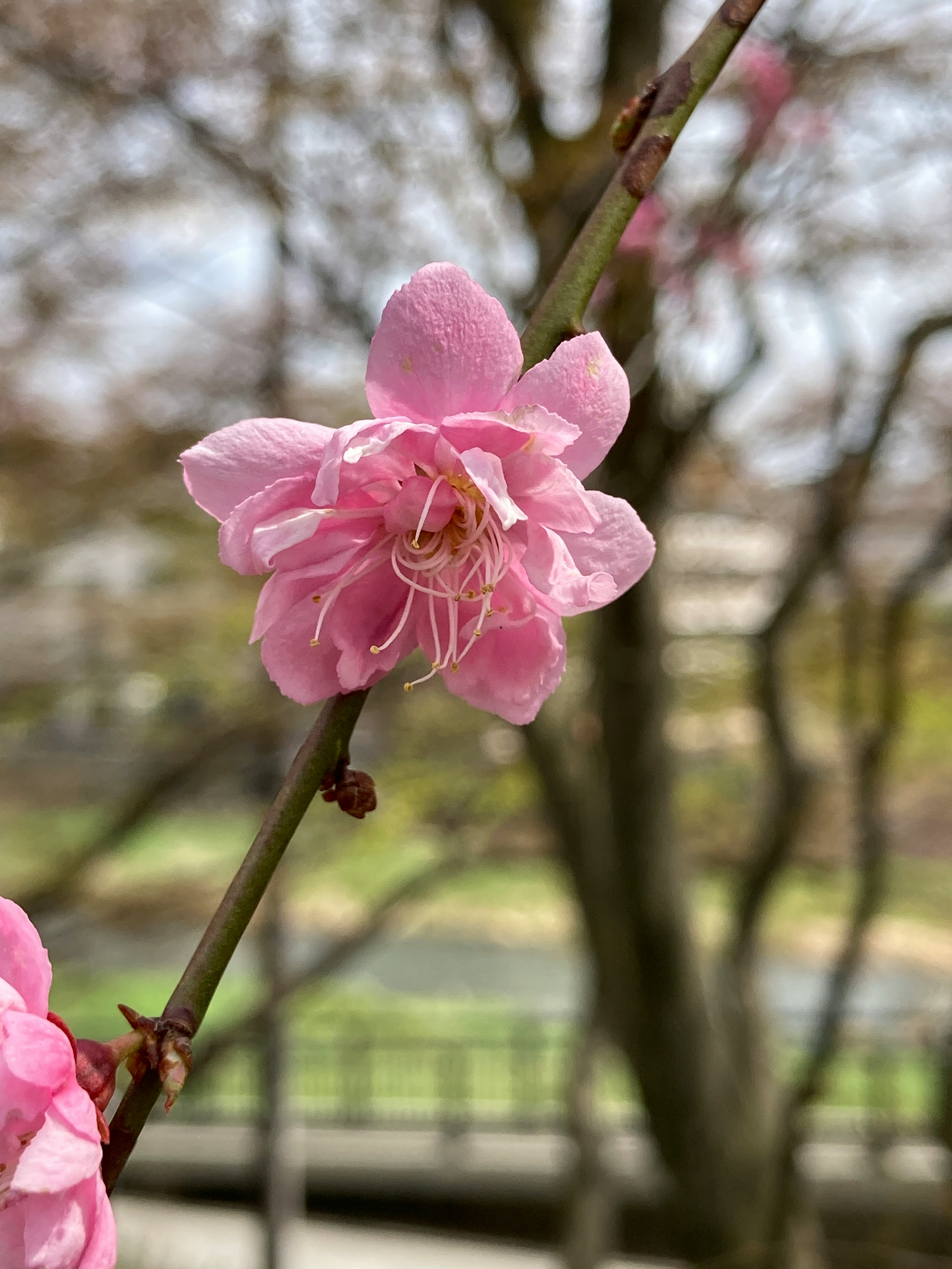 Gros plan d'une fleur rose sur une branche