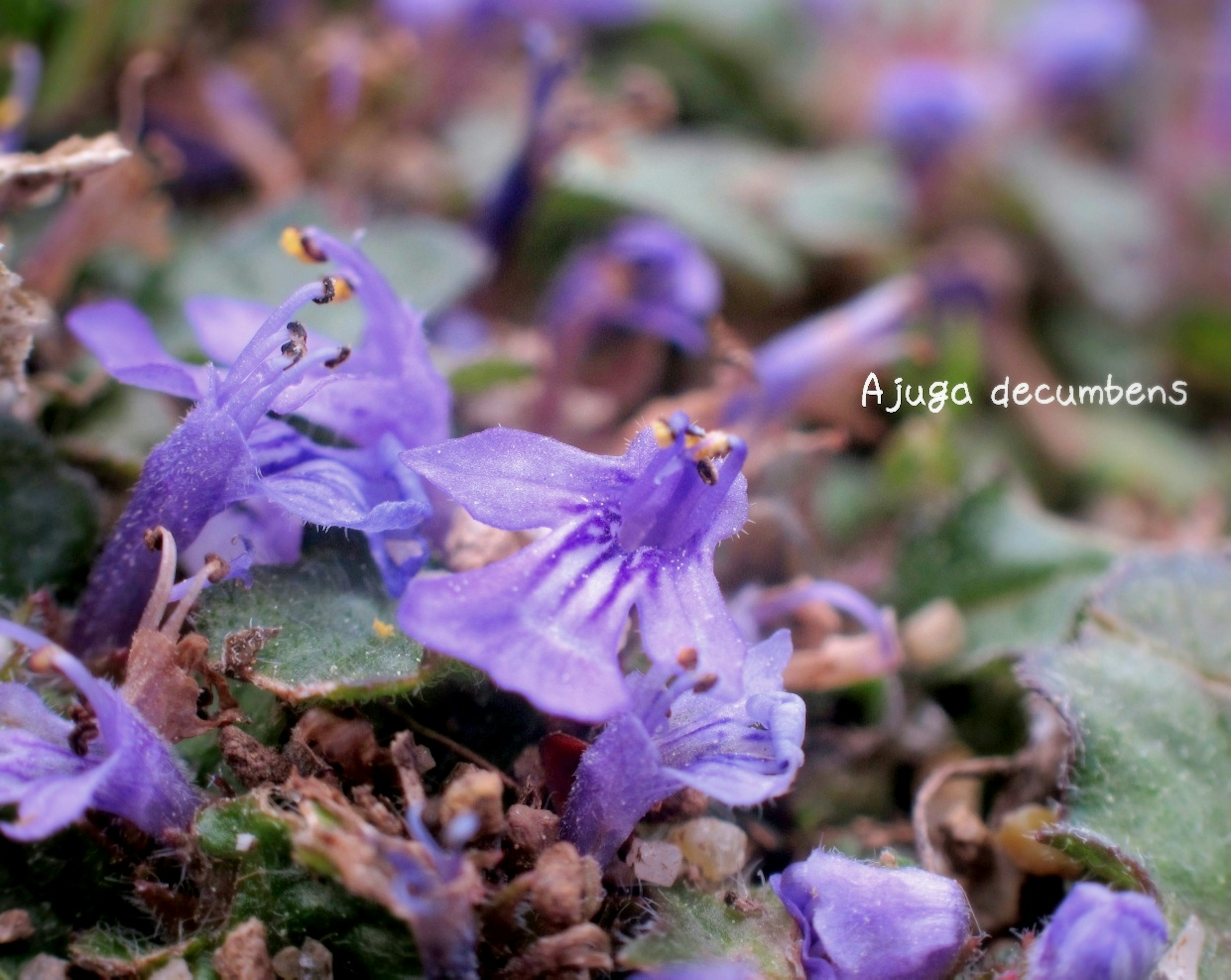 Flores moradas de Ajuga decumbens en un entorno verde