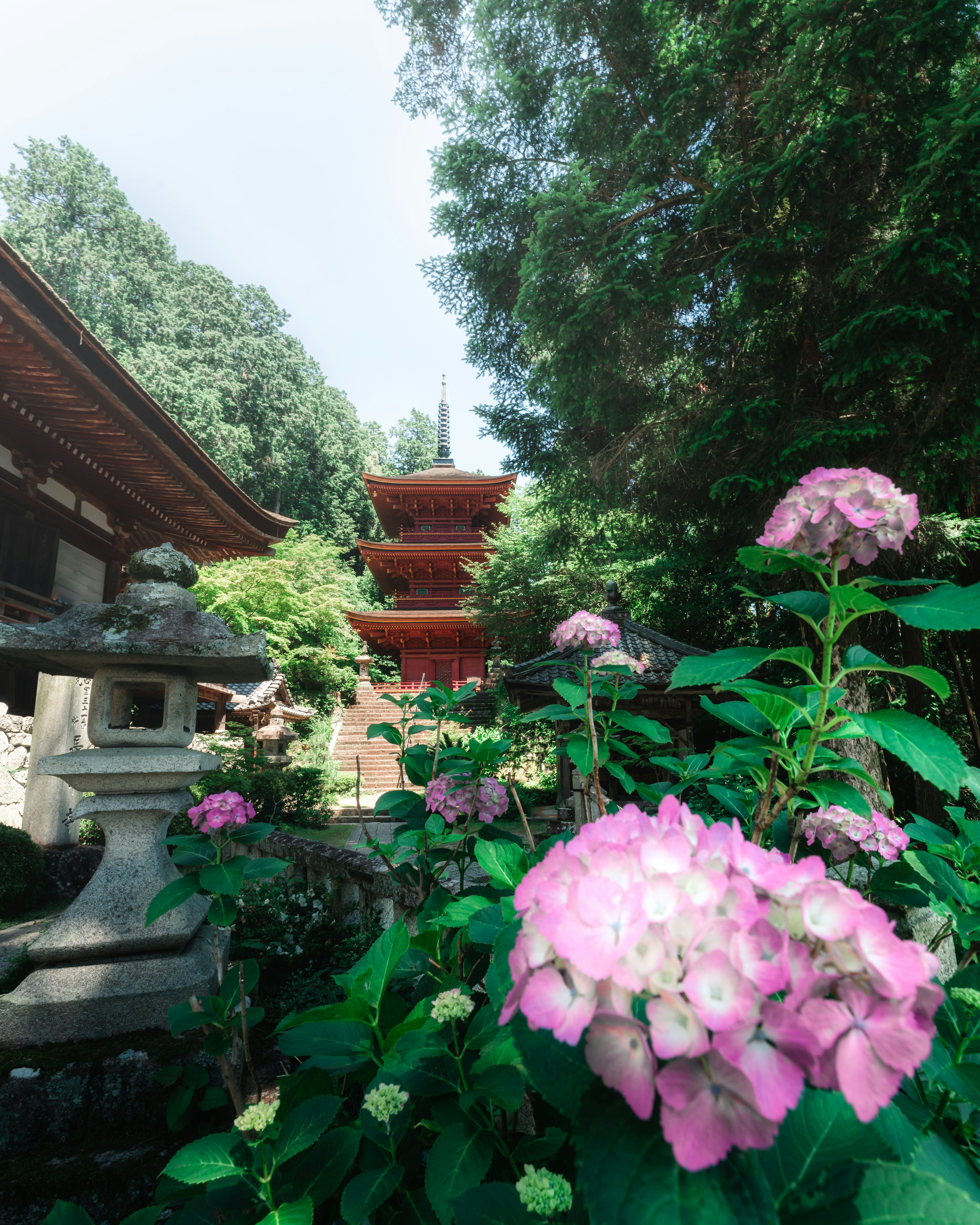 Pemandangan taman yang indah dengan bunga hortensia yang mekar dan pagoda Jepang tradisional di latar belakang