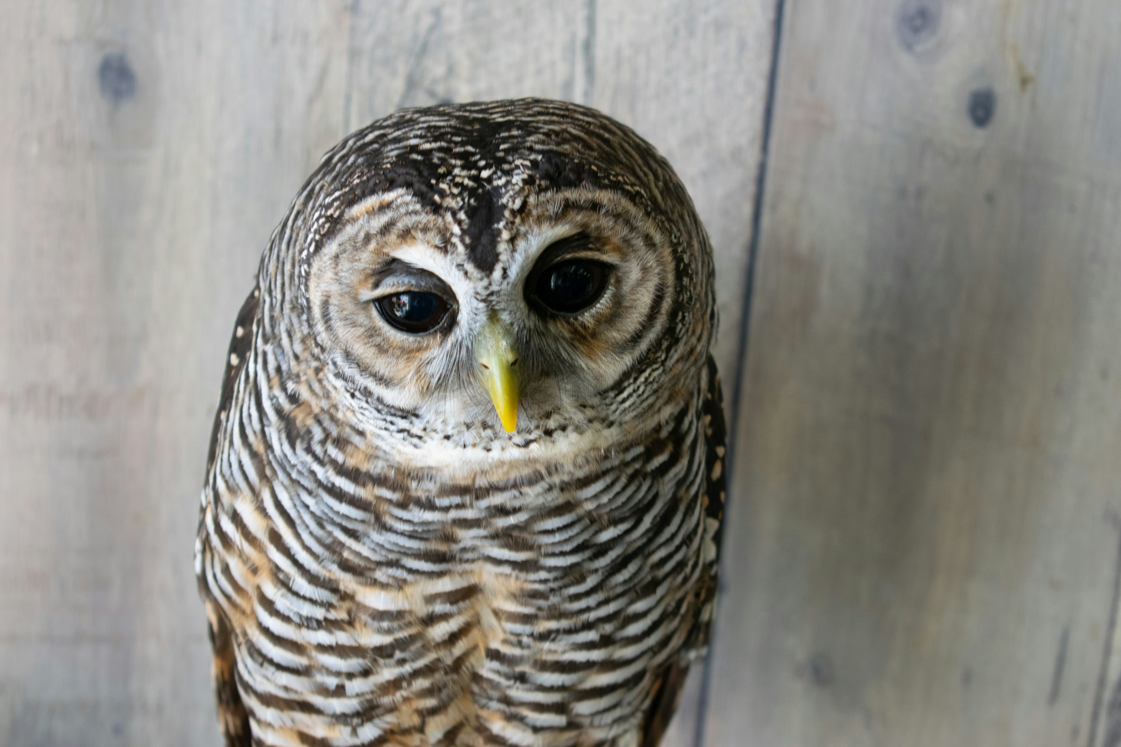 Un hibou aux plumes brunes et blanches regardant calmement devant un fond en bois