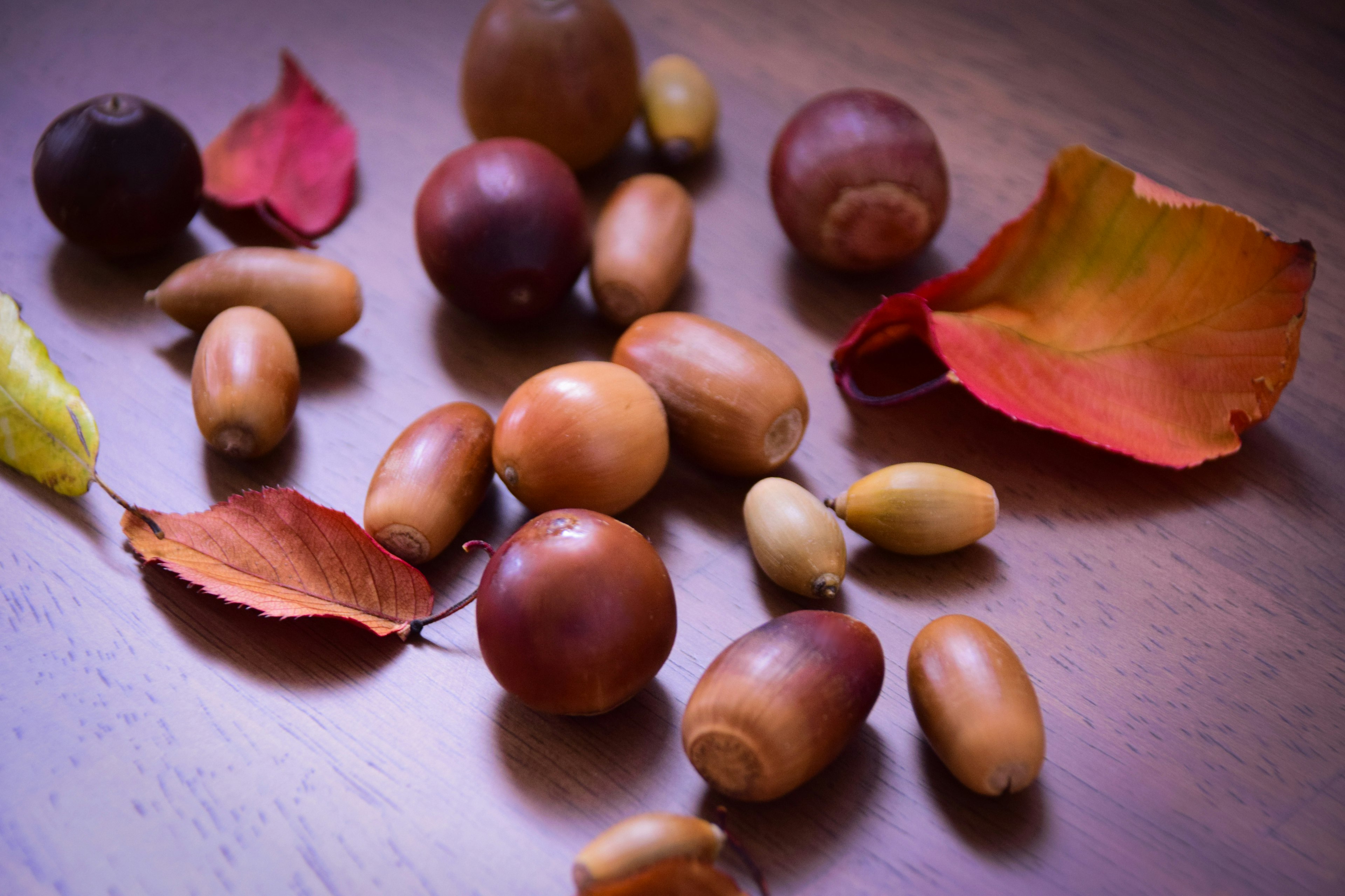 Various acorns and autumn leaves scattered on a wooden surface