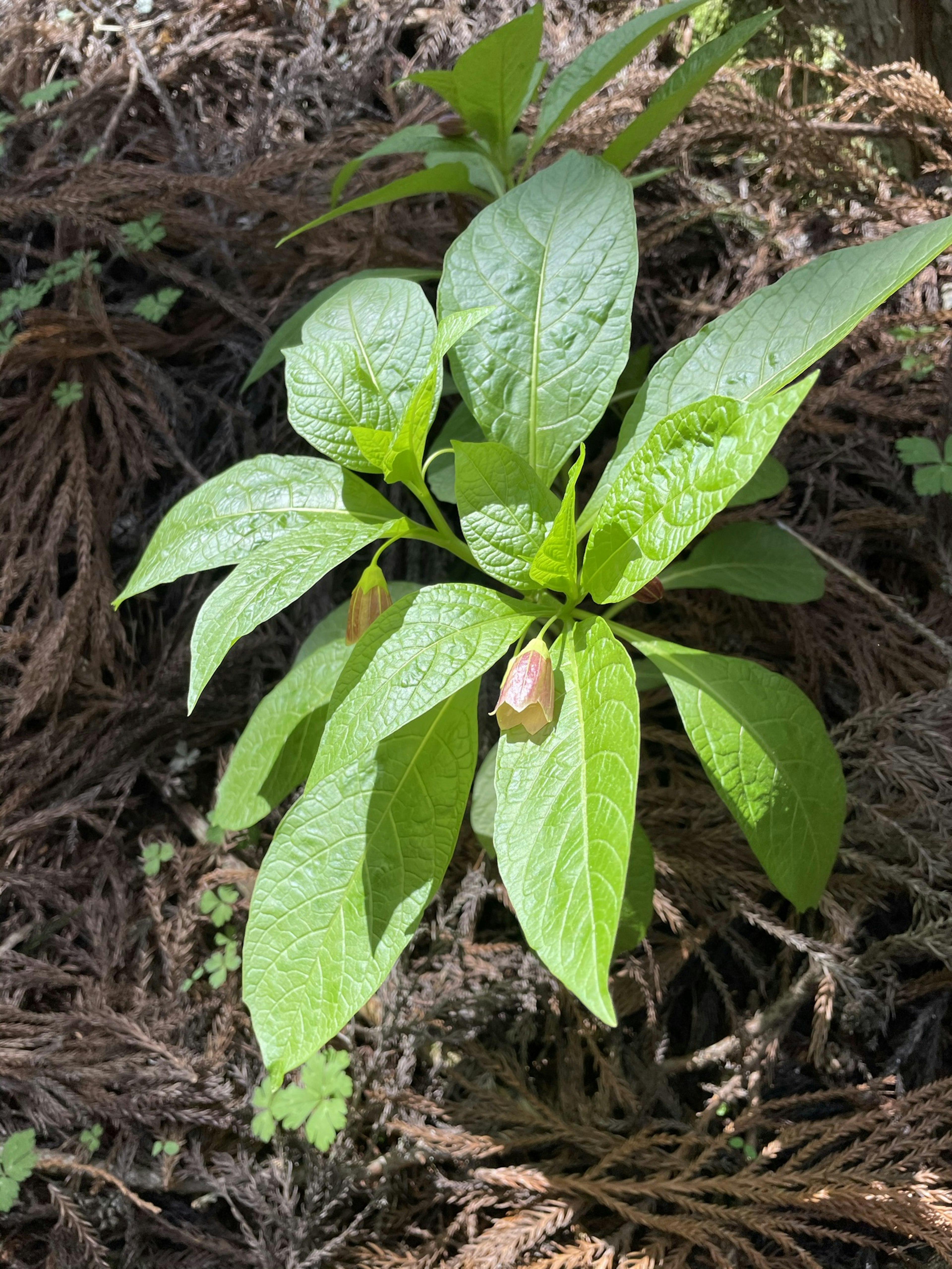 緑色の葉を持つ若い植物が地面に生えている