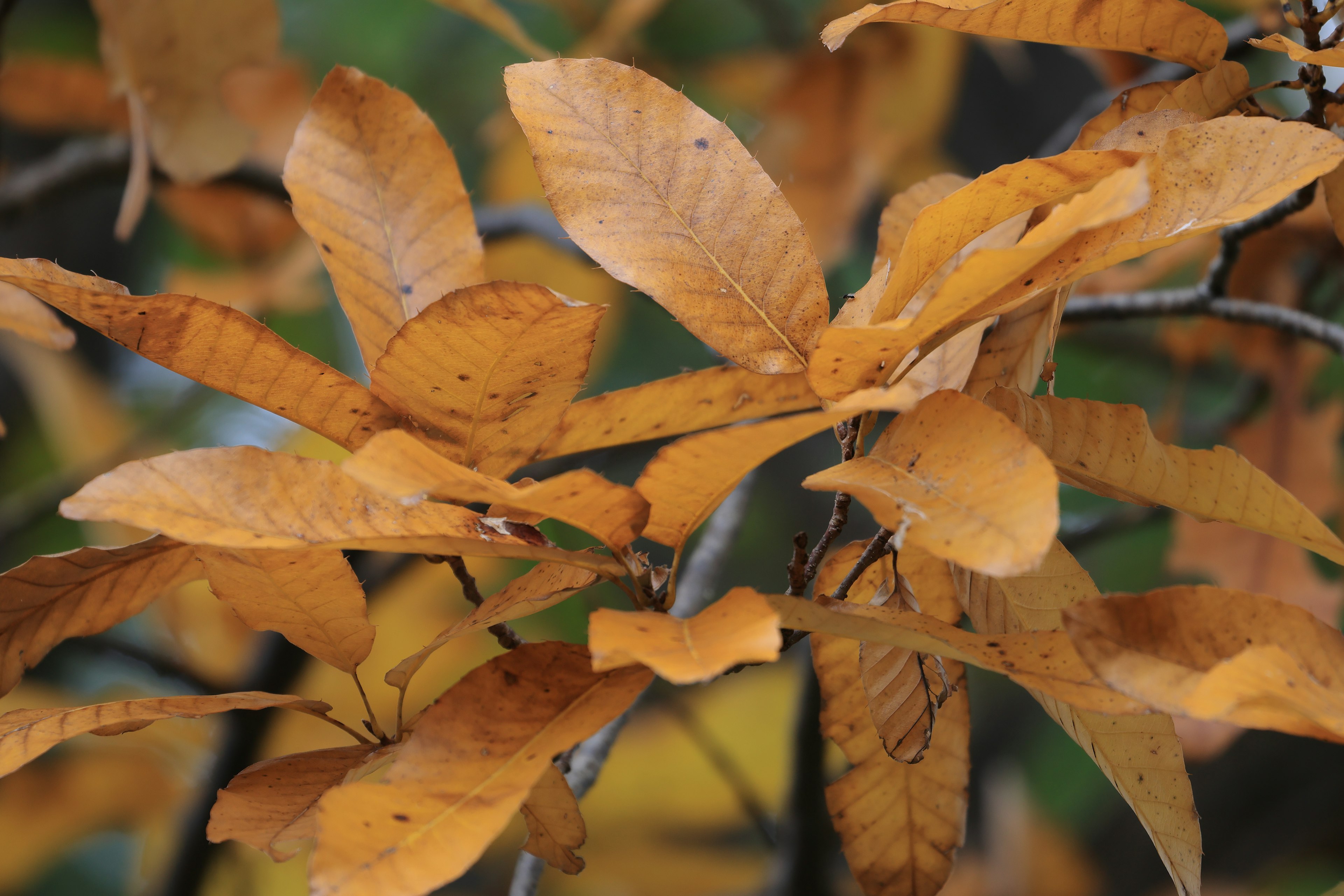 Gros plan de feuilles d'automne orange avec des textures détaillées