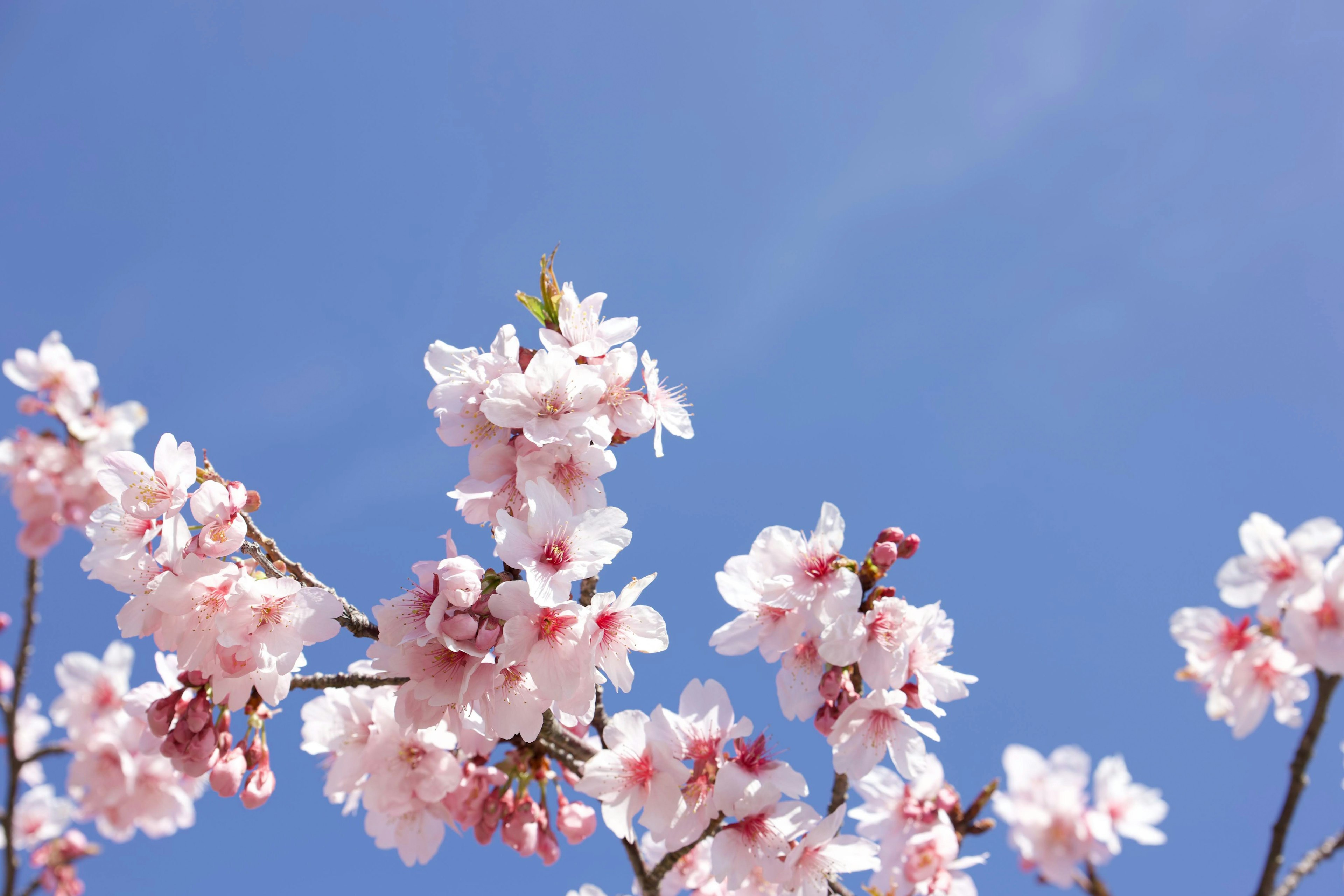 Cherry blossom branches in full bloom against a clear blue sky