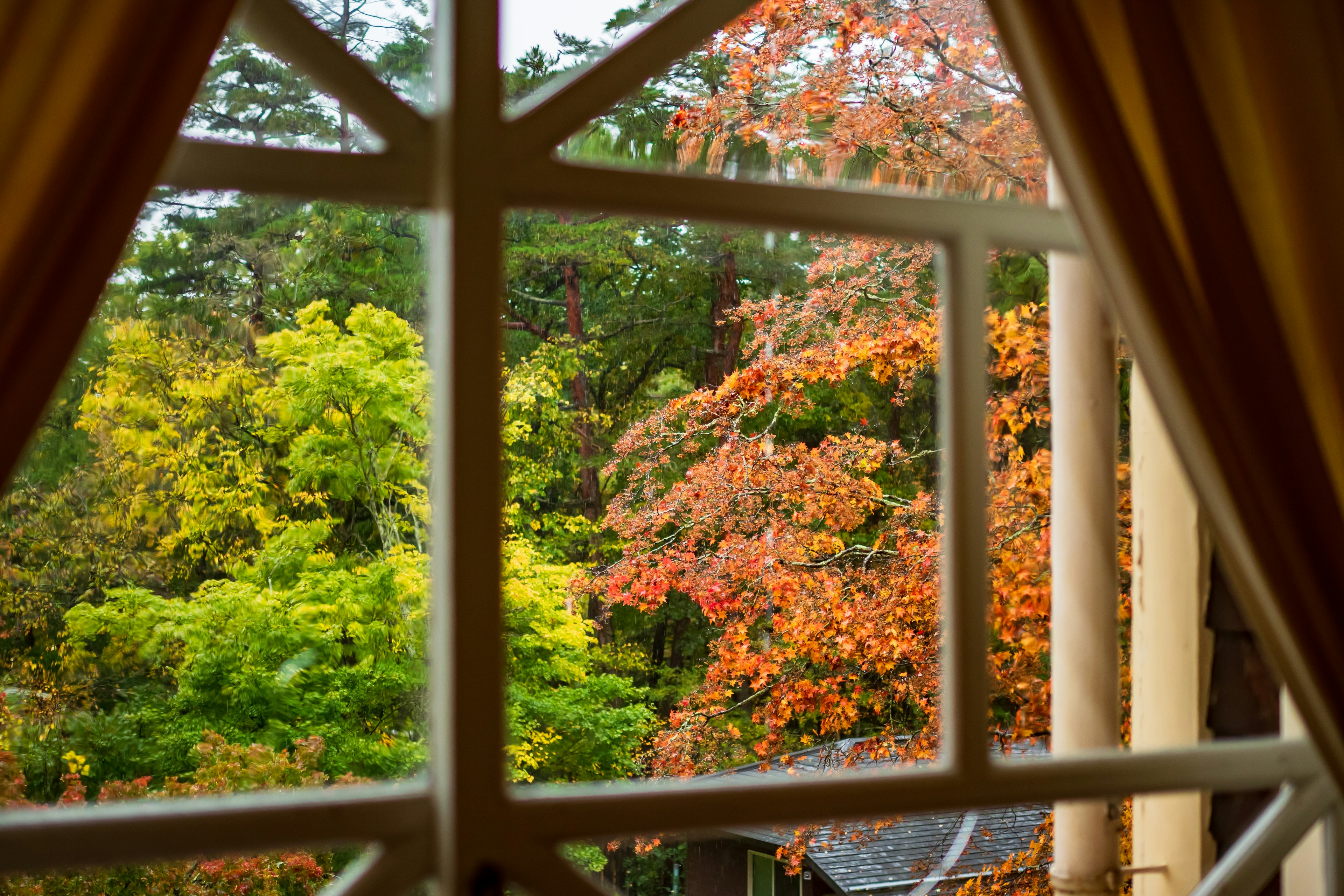 Árboles de otoño en rojo y verde vibrante vistos a través de una ventana