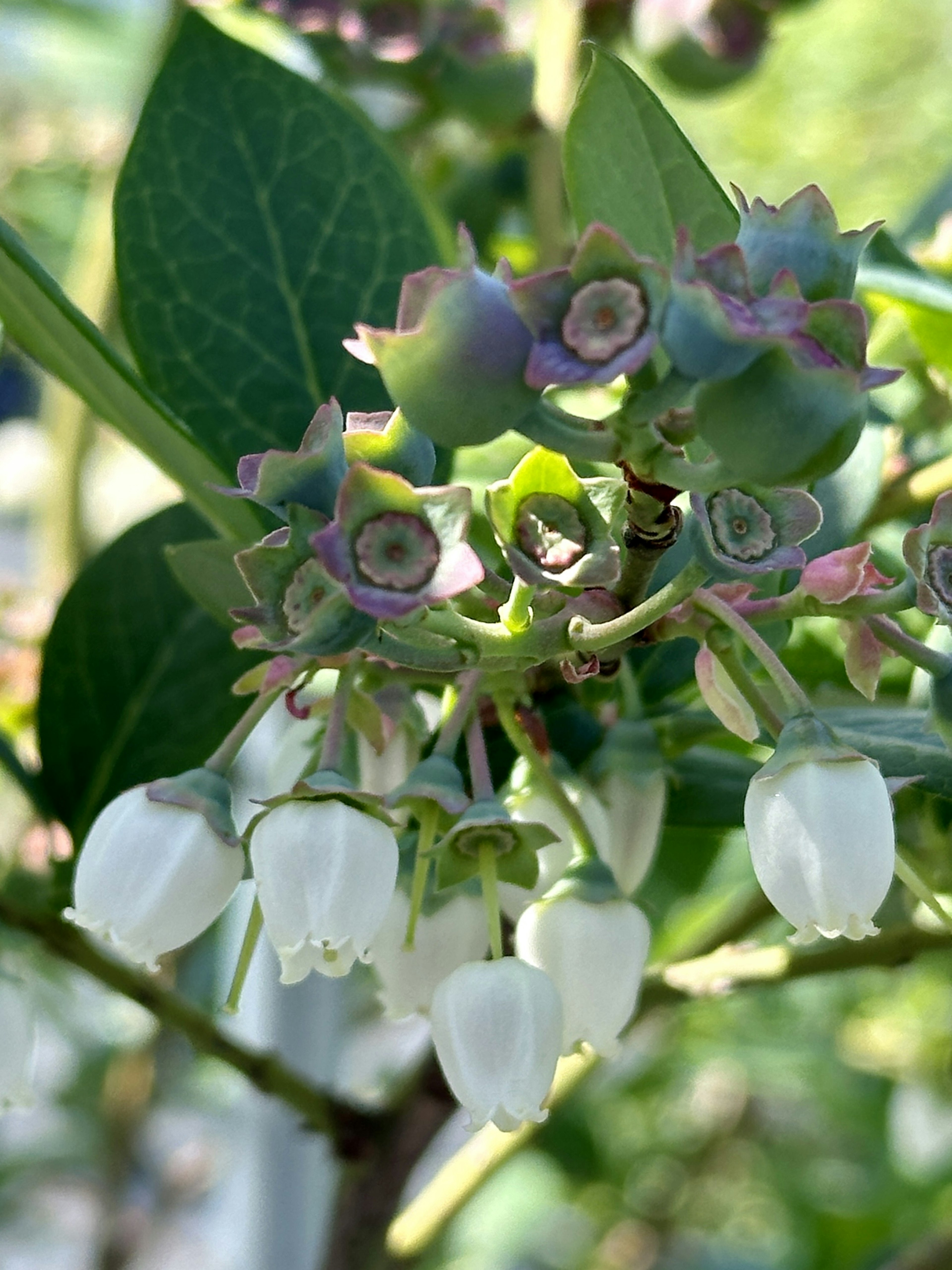 Flores de arándano y brotes rodeados de hojas verdes