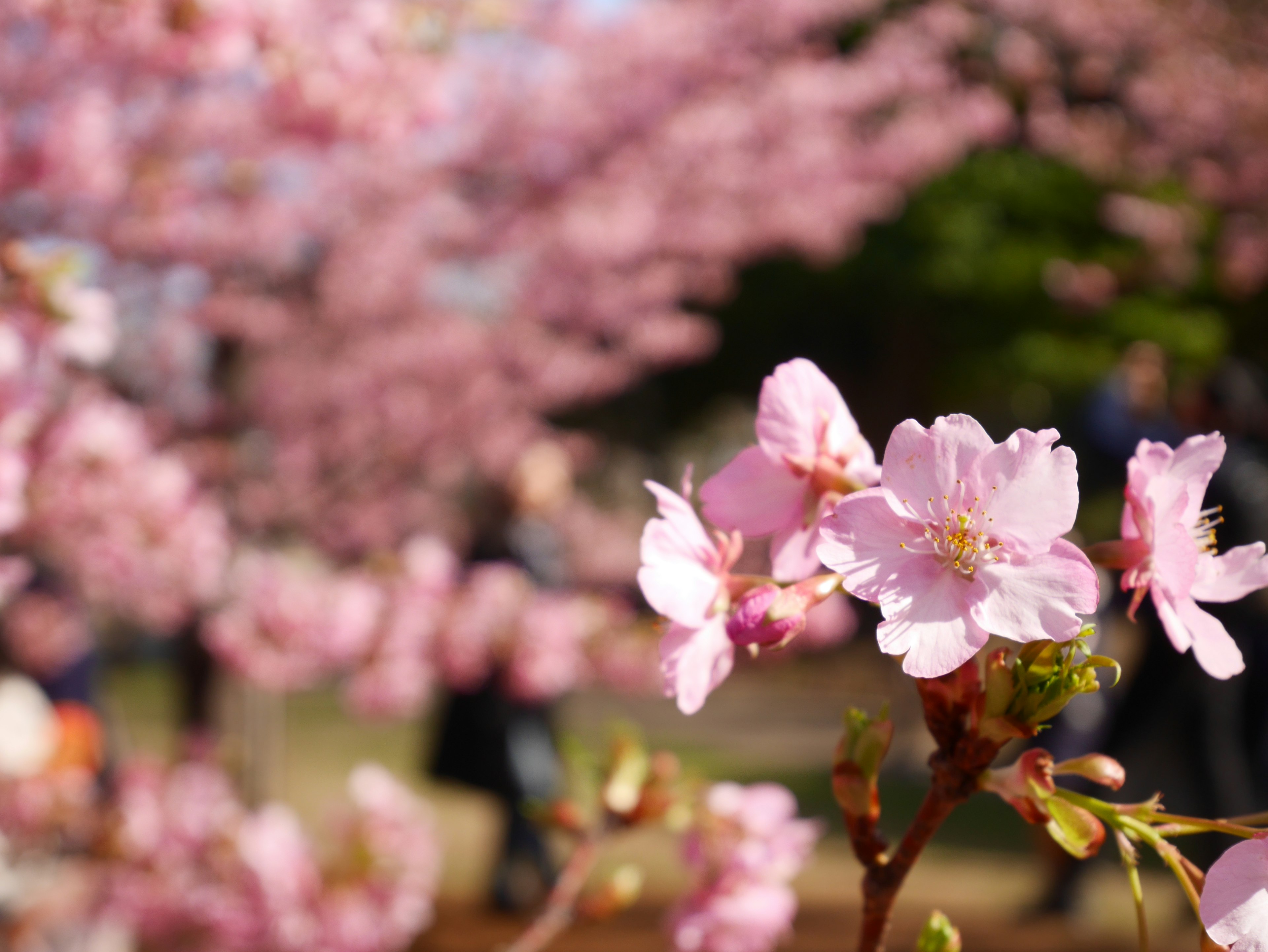 Fiori di ciliegio in fiore con petali rosa chiaro sfondo sfocato di alberi di ciliegio