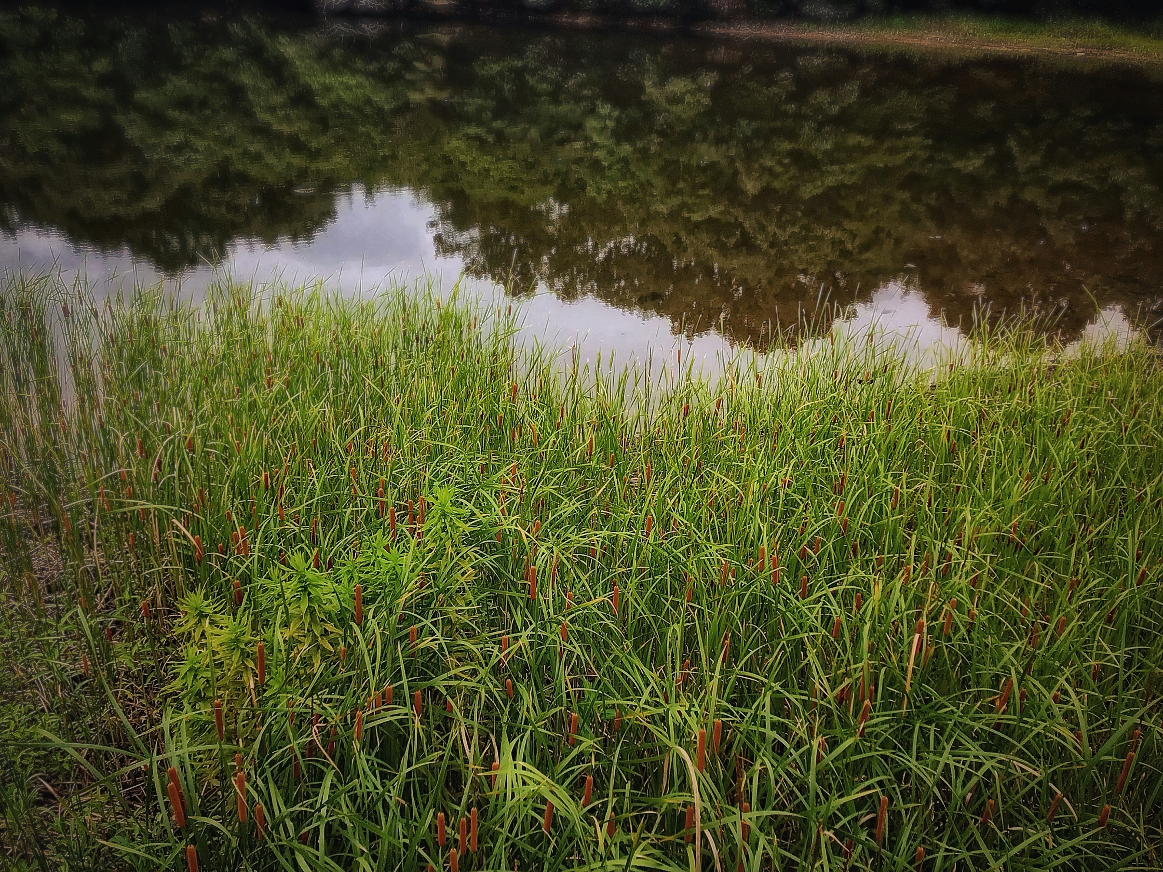 Üppiges grünes Gras am Wasser mit Reflexionen