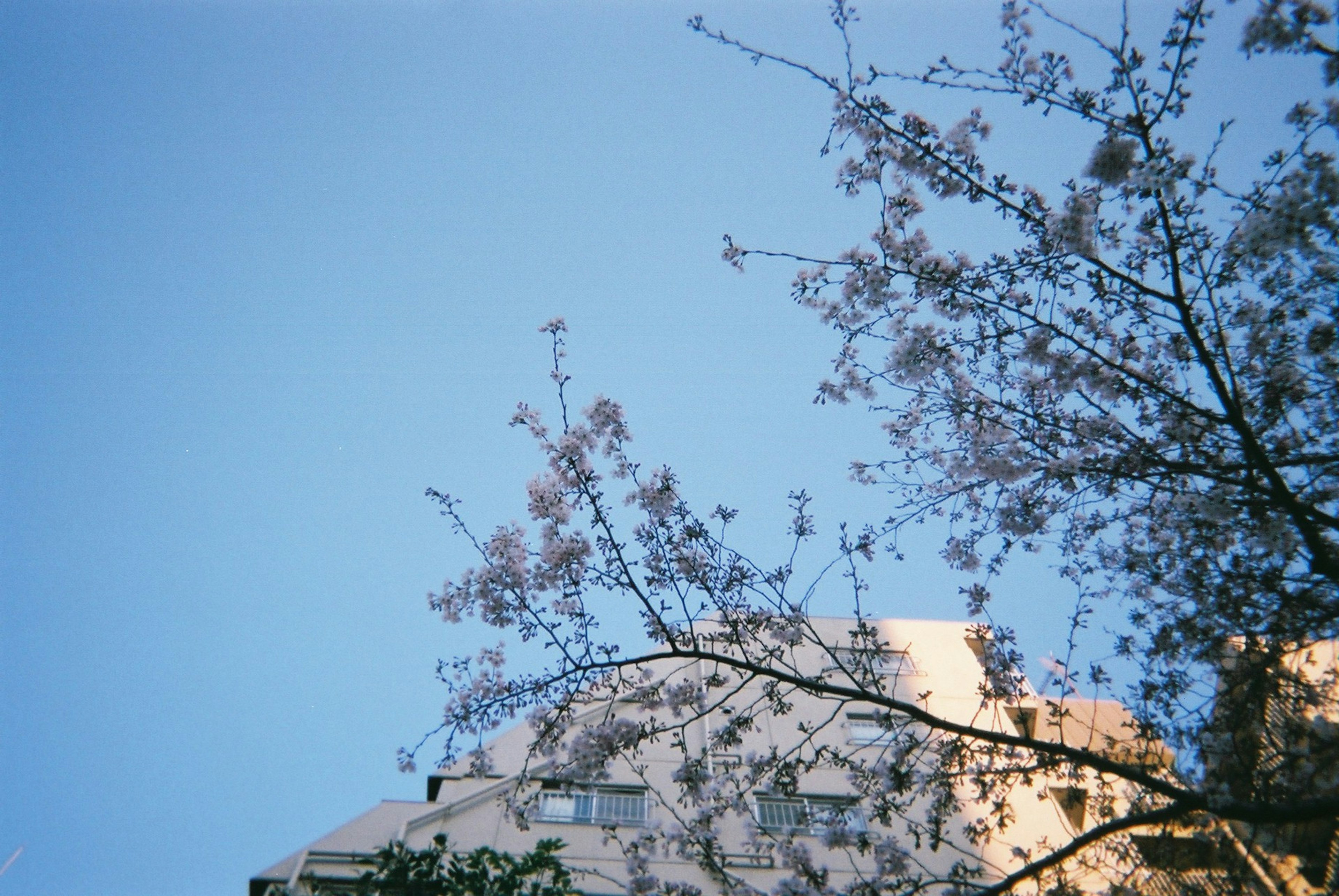 青空と桜の花が映える建物の一部