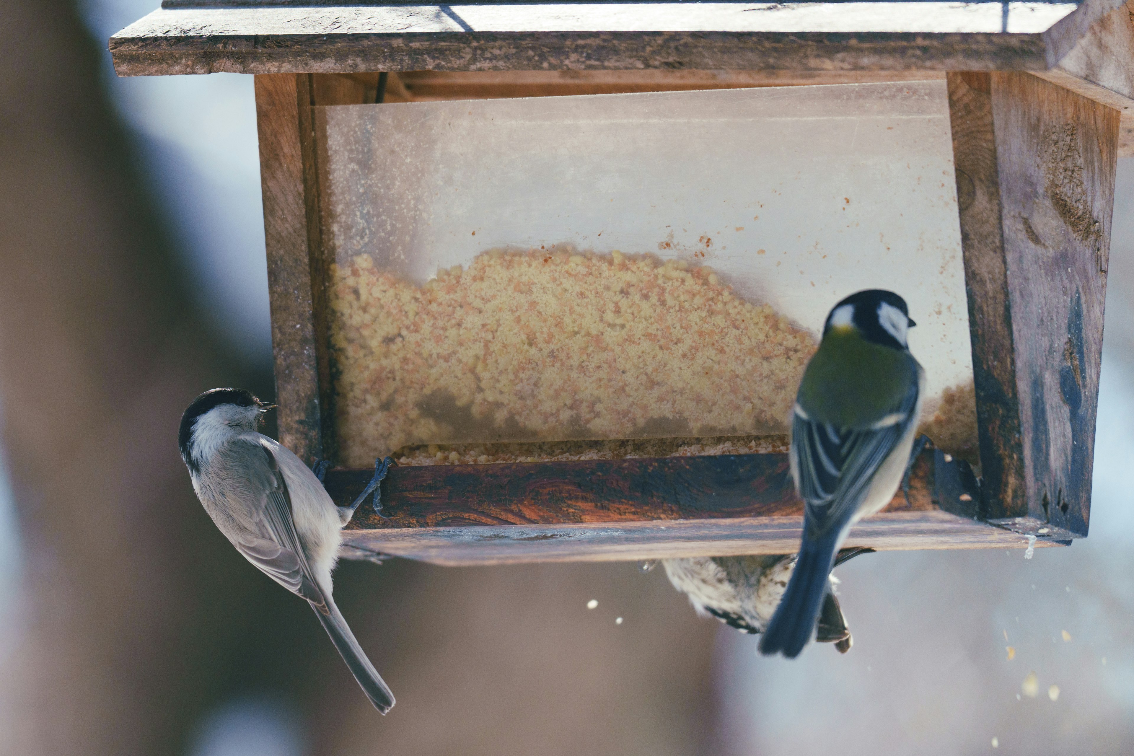 Dos pájaros alimentándose en un comedero de madera