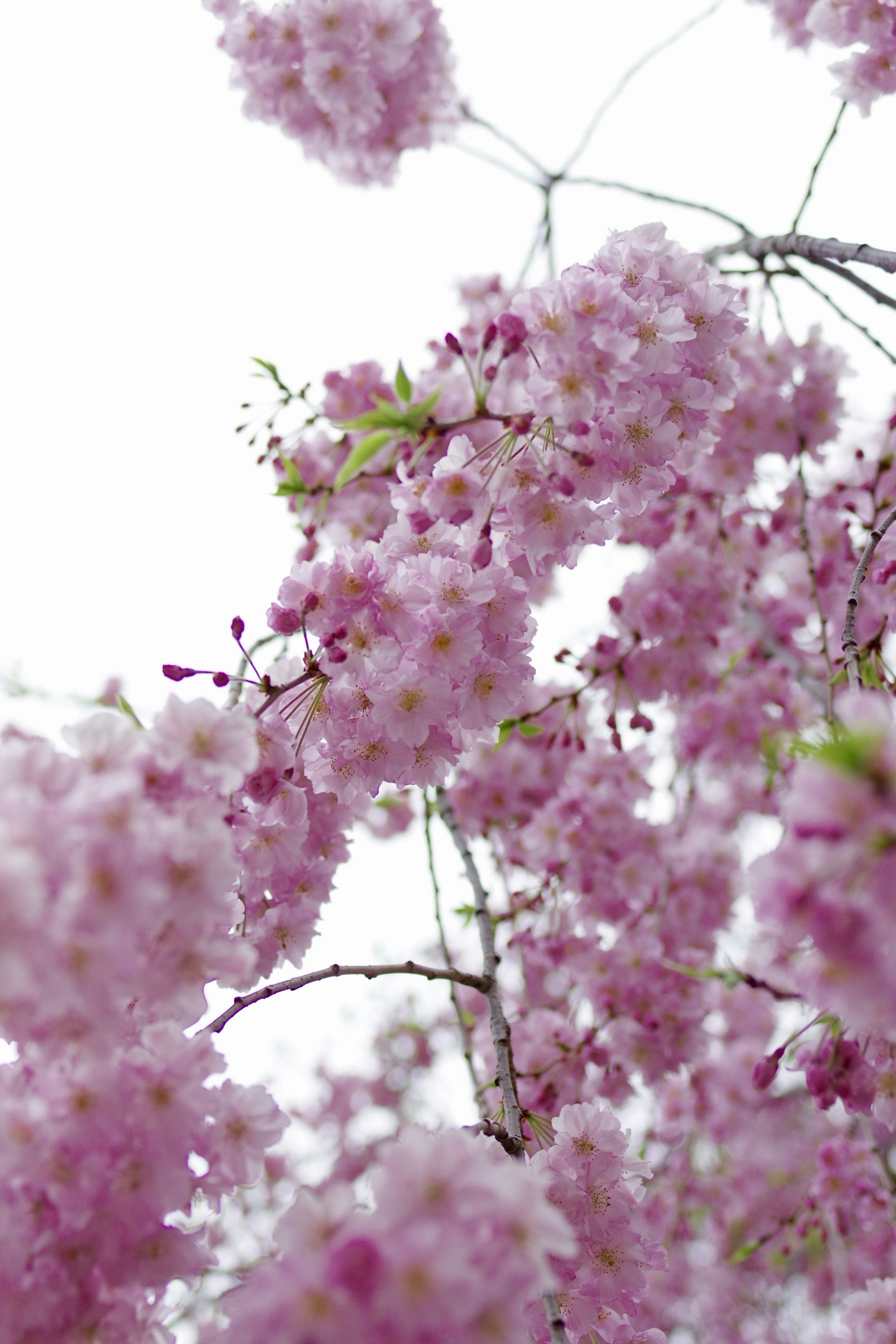 Acercamiento de ramas de cerezo en plena floración