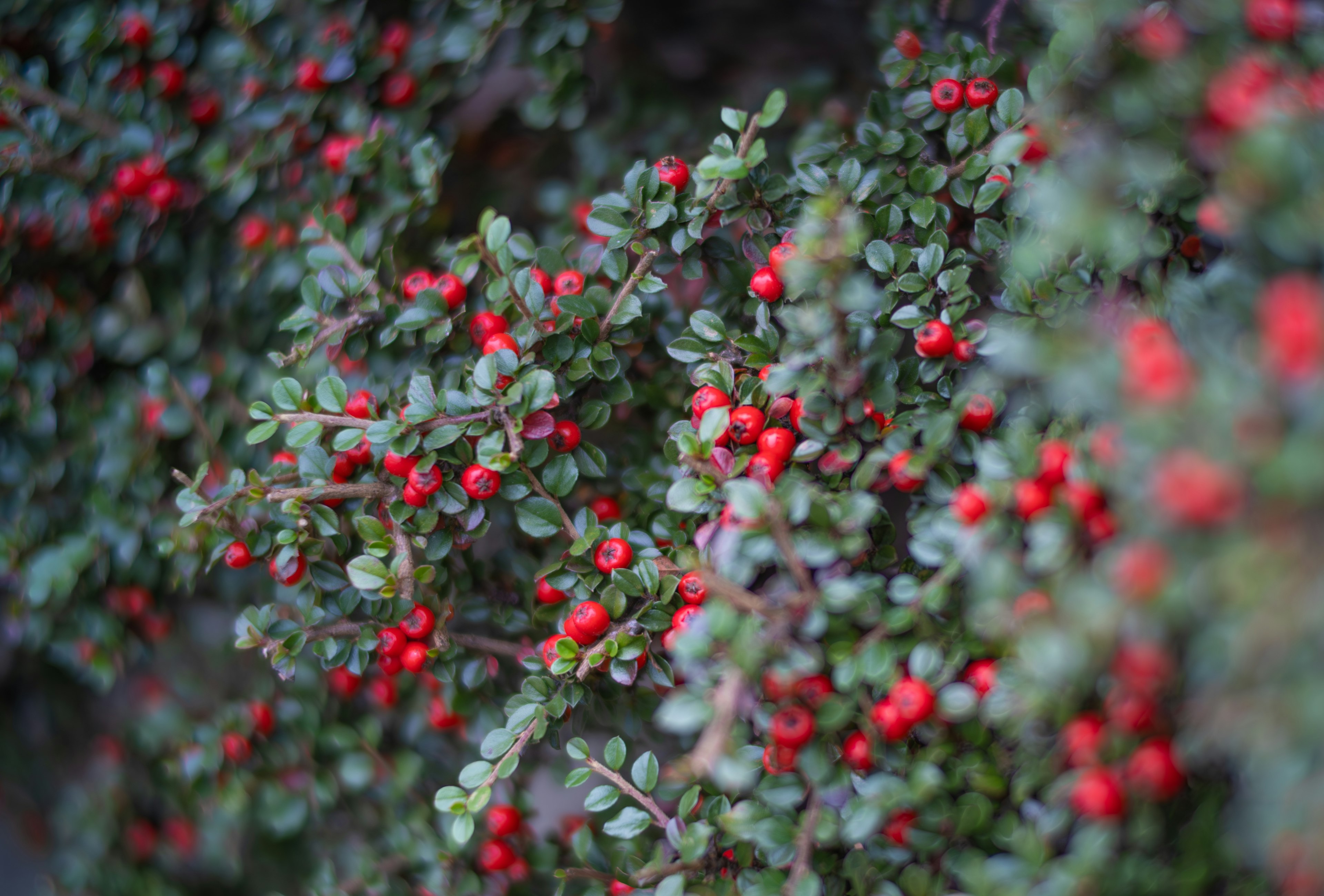 Nahaufnahme einer Pflanze mit roten Beeren und grünen Blättern