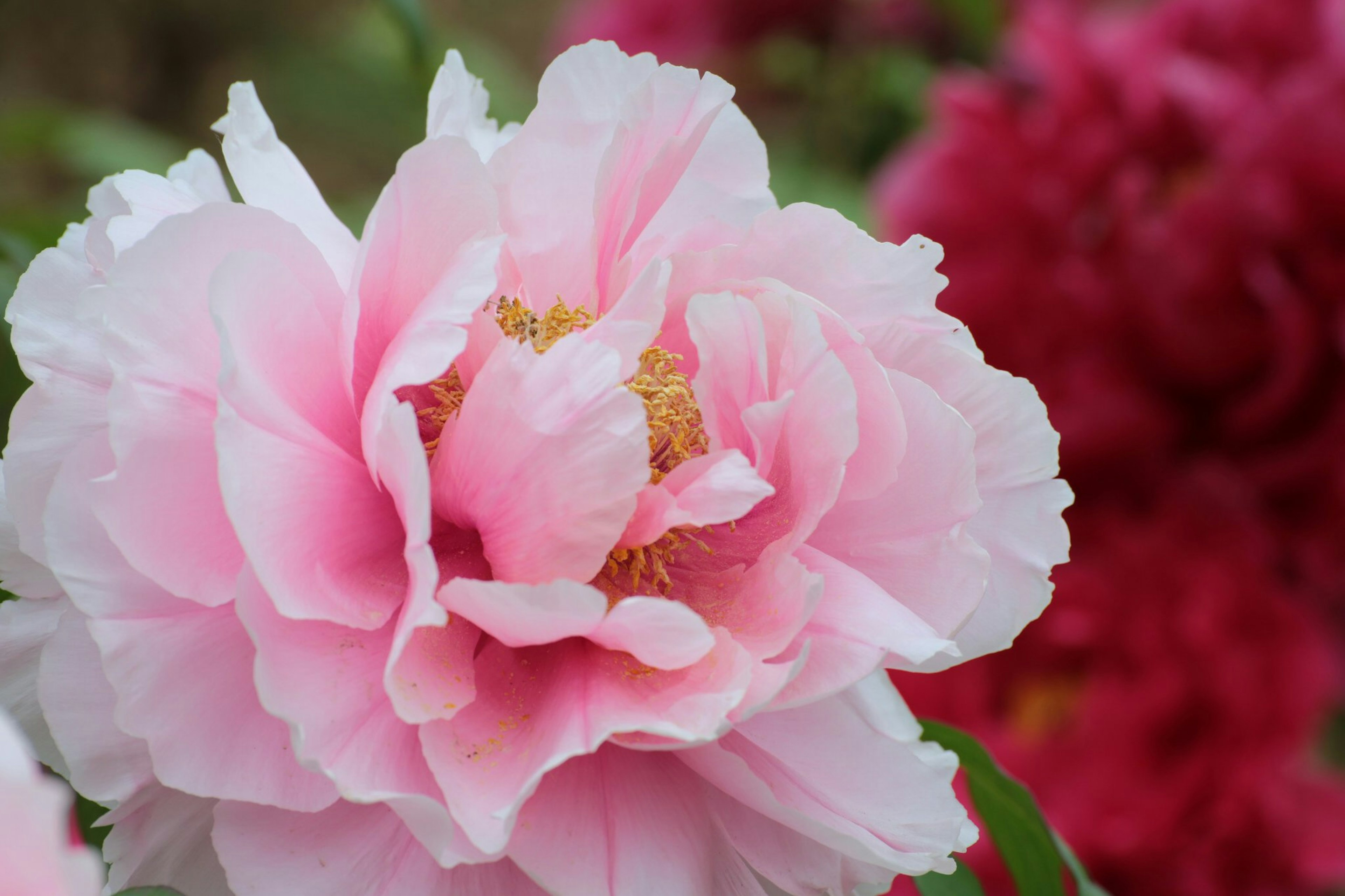 Close-up of a large pink flower with soft petals against a background of red flowers