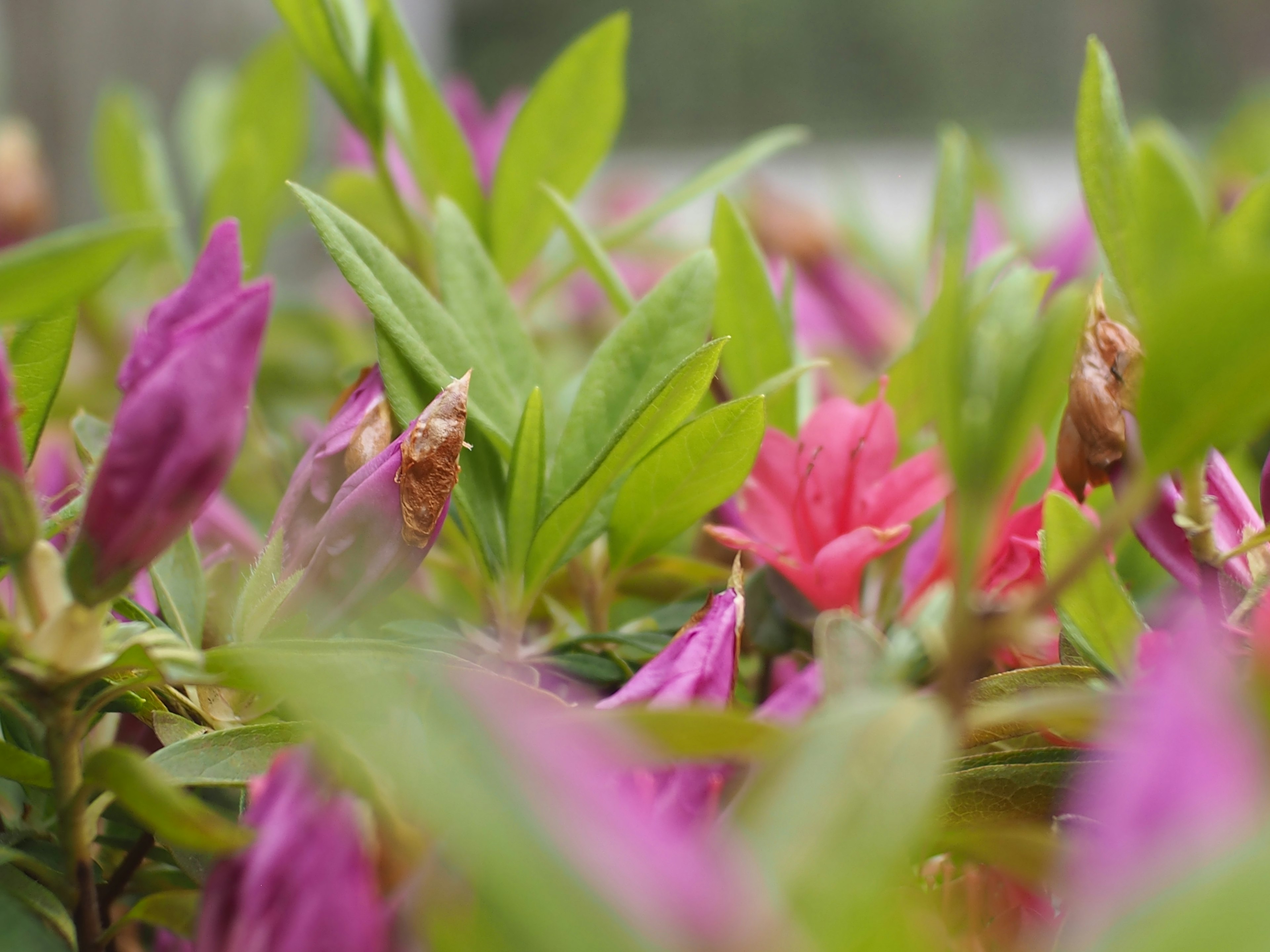 ภาพใกล้ชิดของพืชสดใสที่มีดอกไม้สีชมพูและสีม่วงล้อมรอบด้วยใบสีเขียว