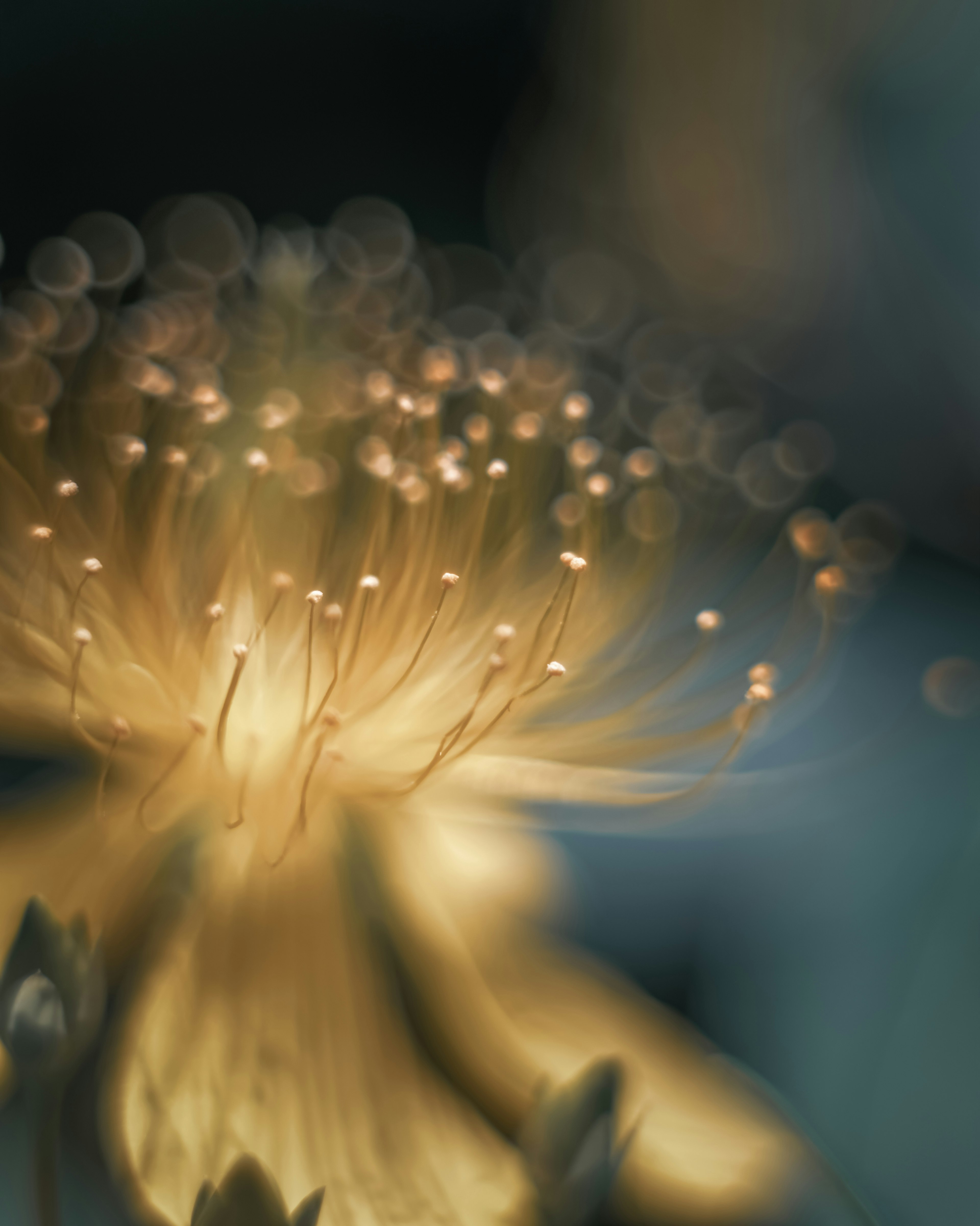 Primer plano de una flor que emite luz suave con pétalos dorados vibrantes y filamentos finos