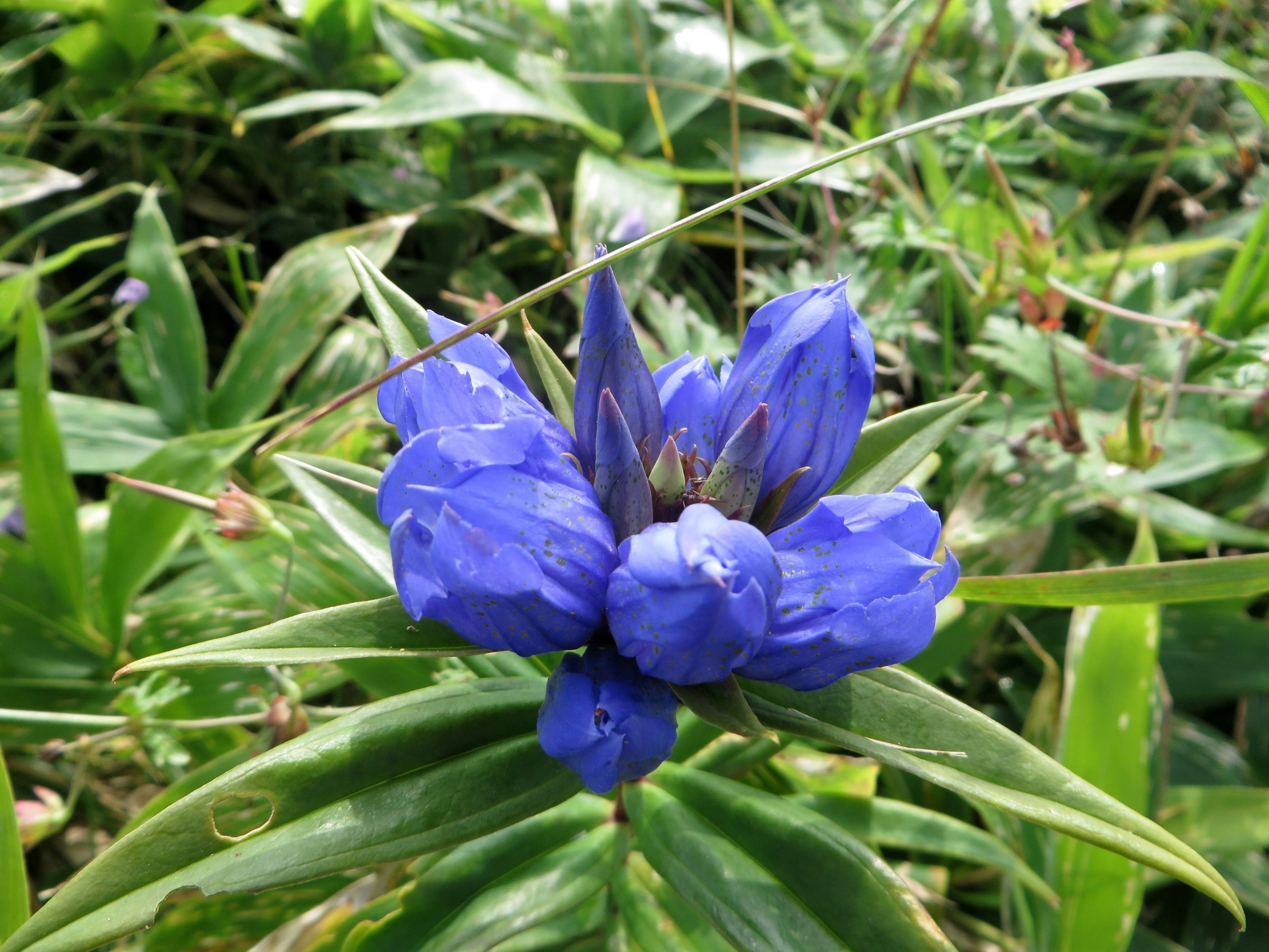 Un grupo de flores azules rodeadas de hojas verdes