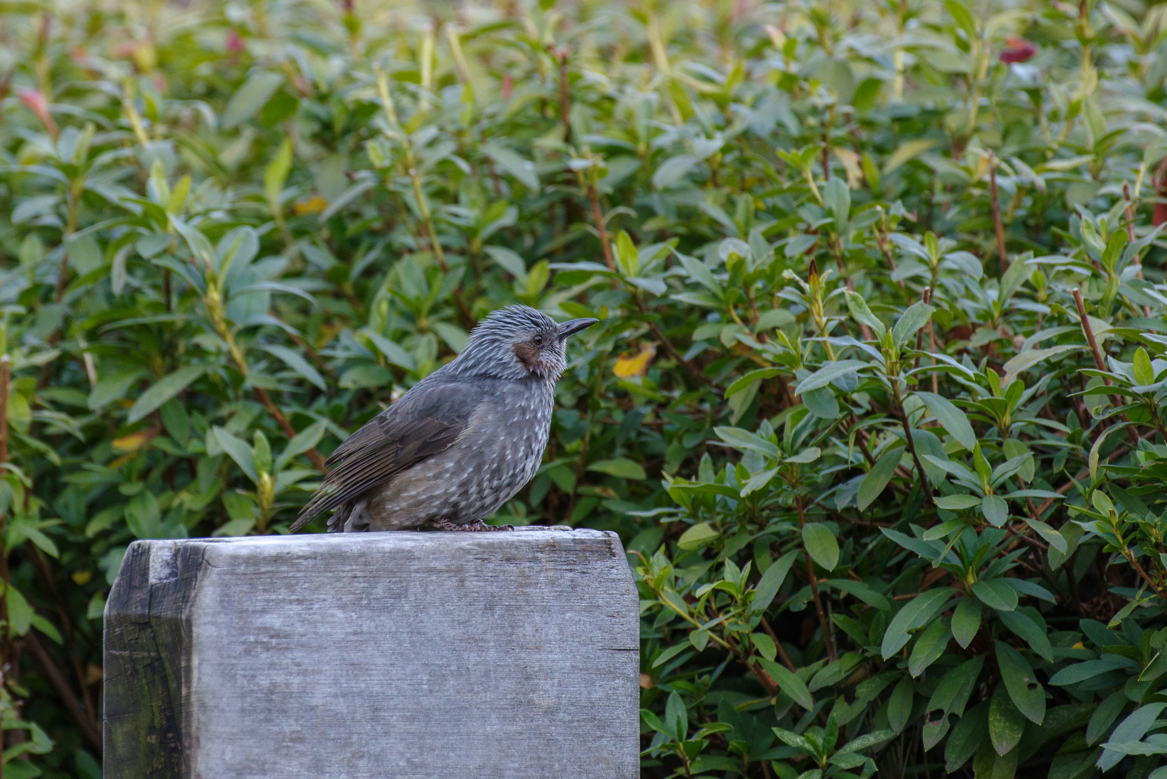 Burung bertengger di atas batu dengan latar belakang dedaunan hijau