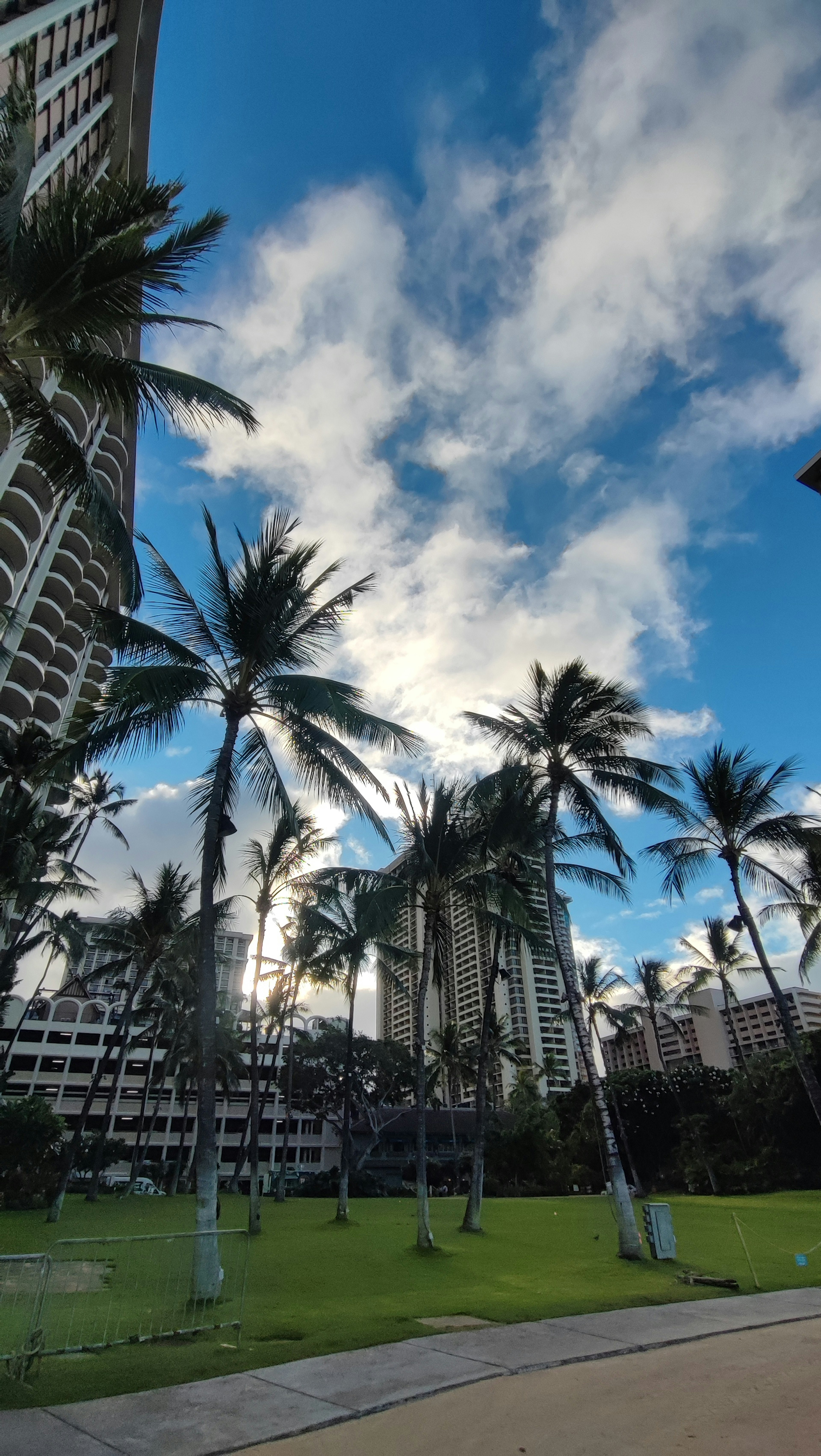 View of tall buildings and palm trees under a blue sky