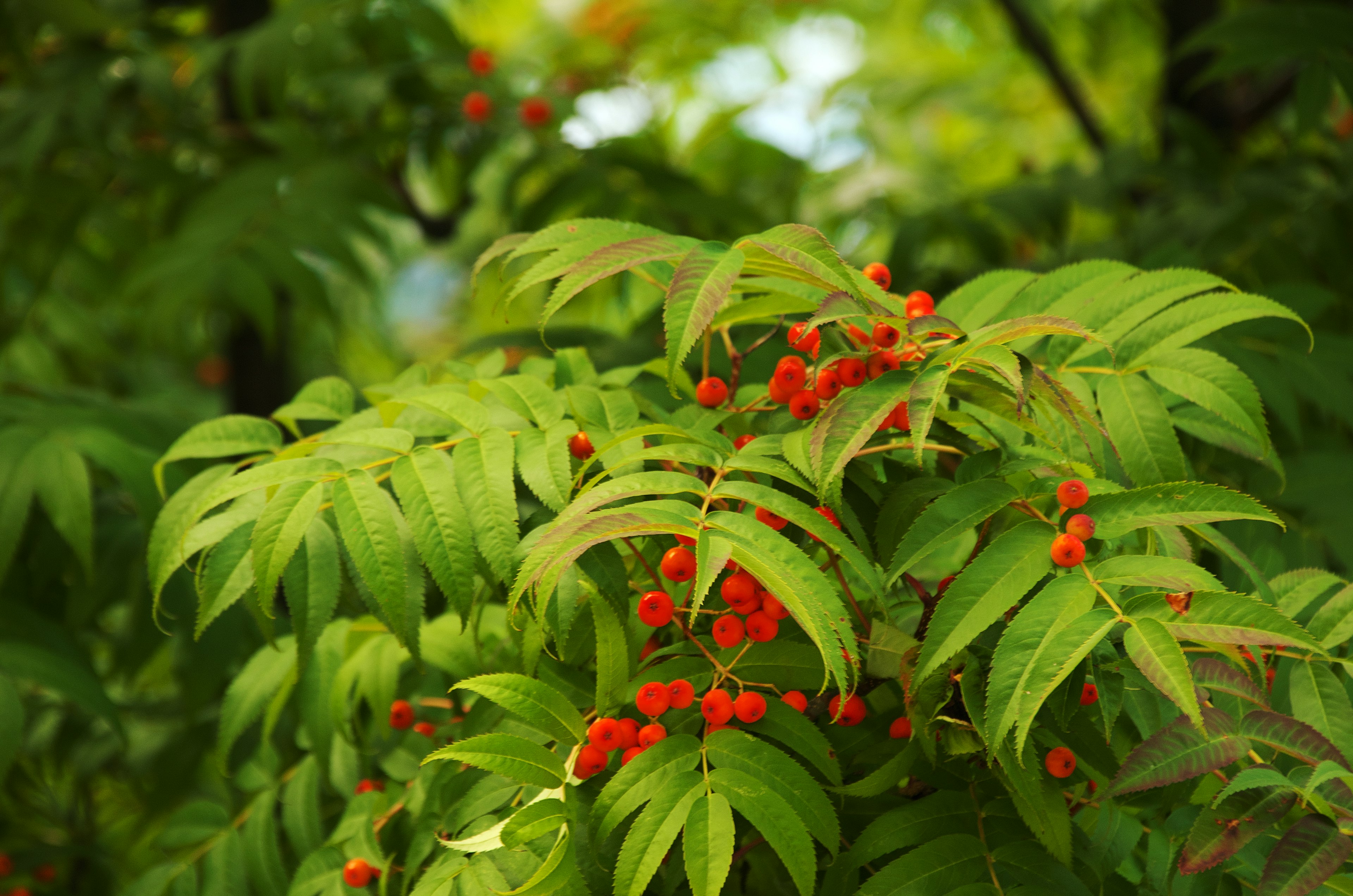 Close-up of green leaves and red berries on a plant