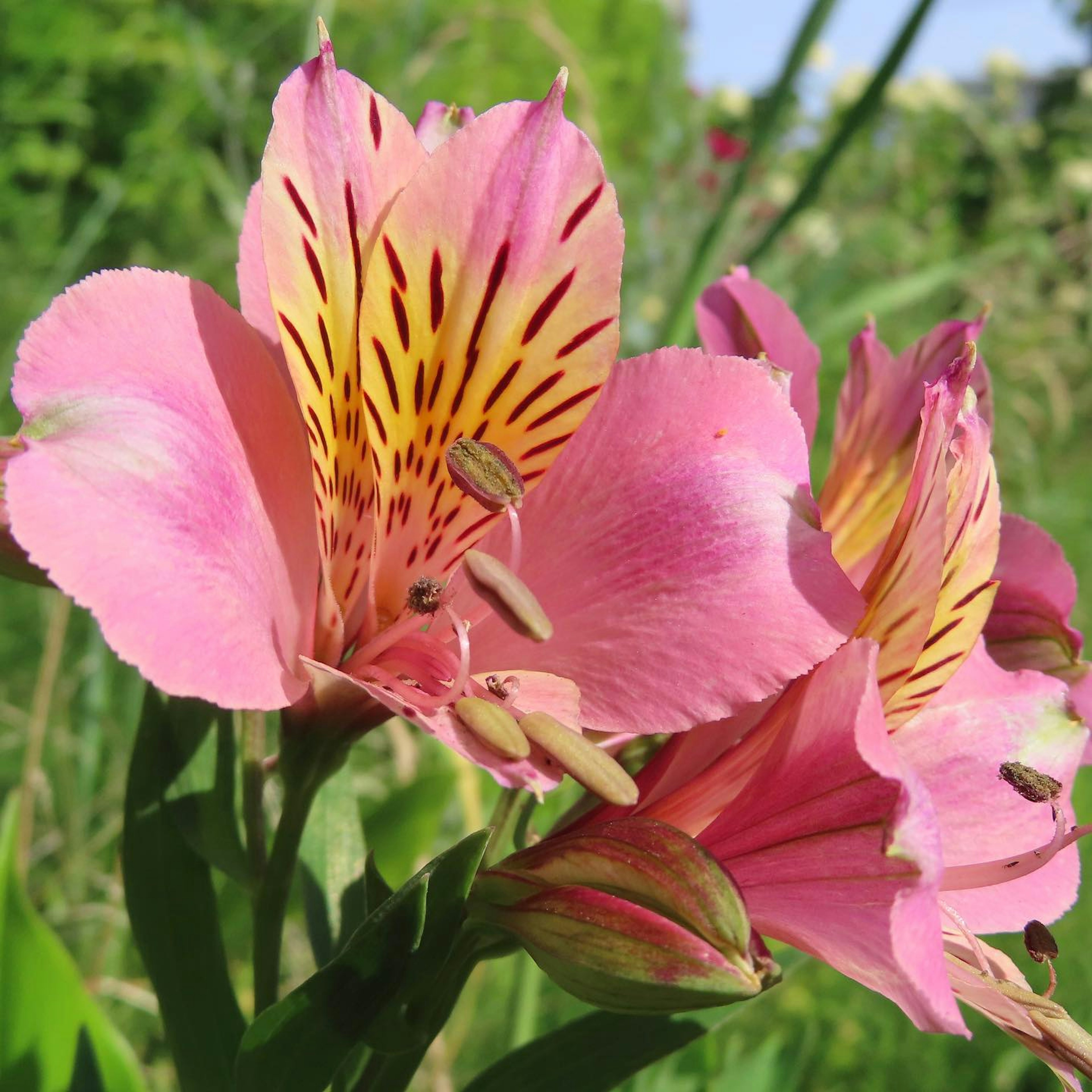 Flores de alstroemeria con pétalos rosados suaves y rayas amarillas