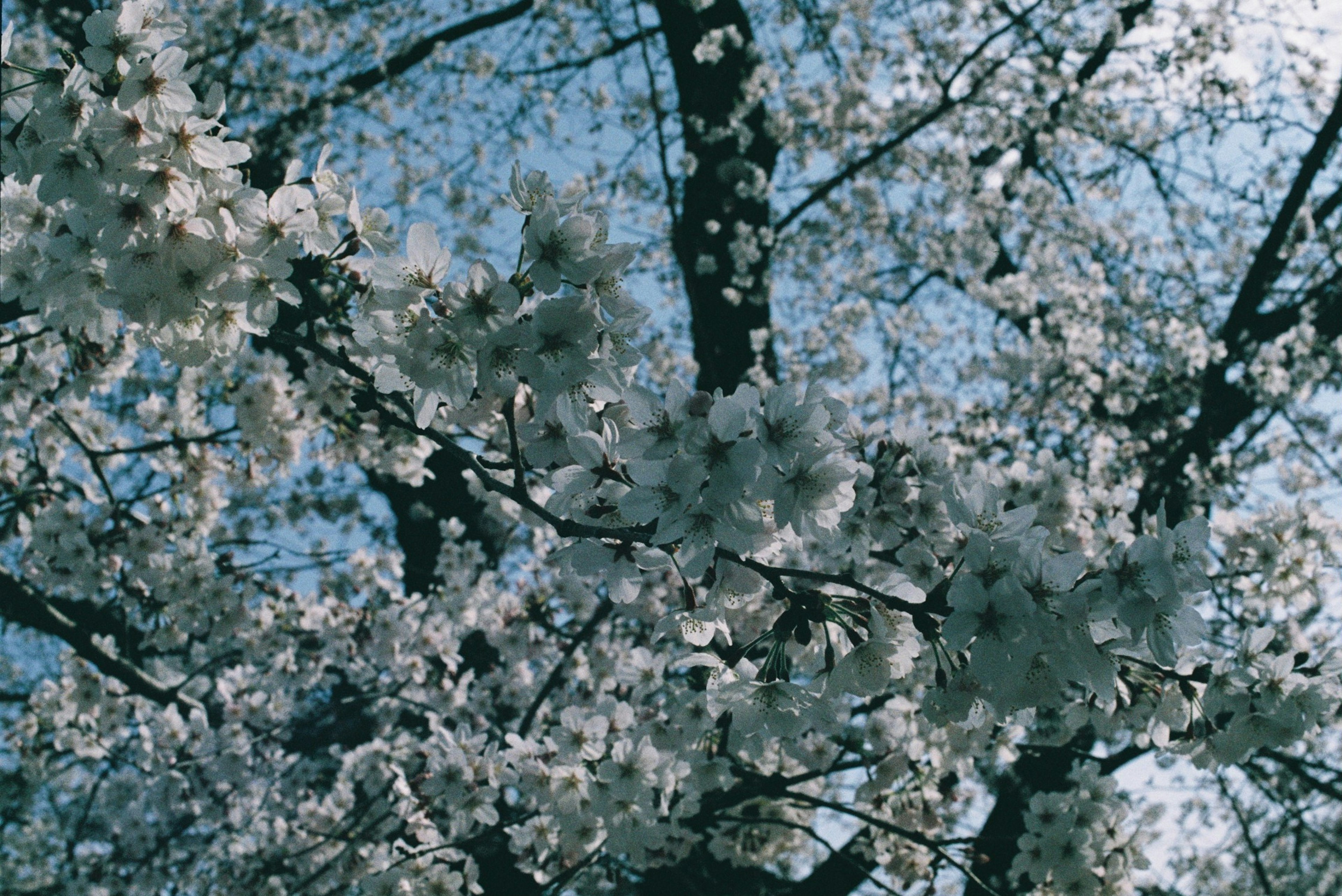 青空を背景に咲く桜の花のクローズアップ