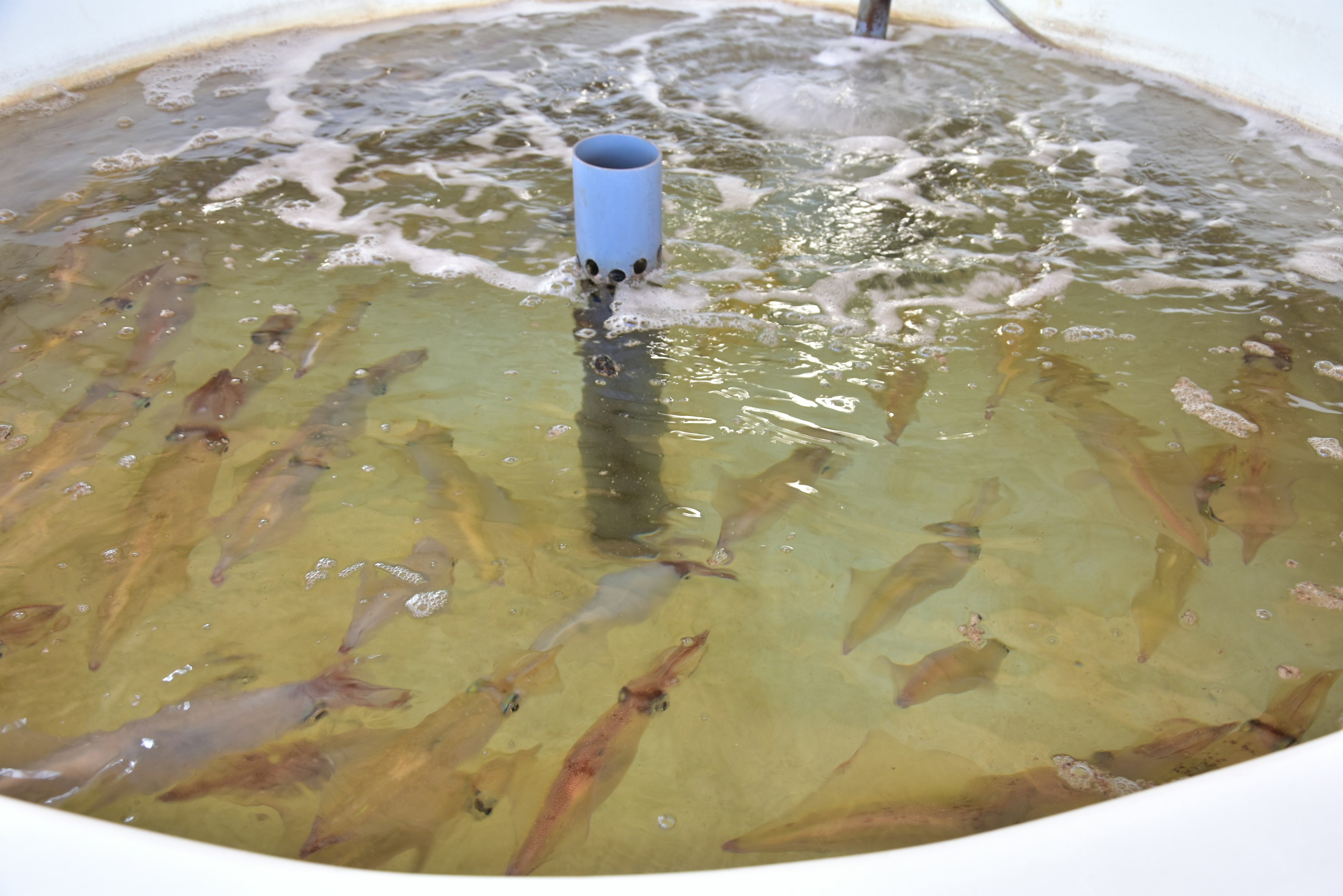 Fische schwimmen in einem Tank mit Blasen und Wasserbewegung