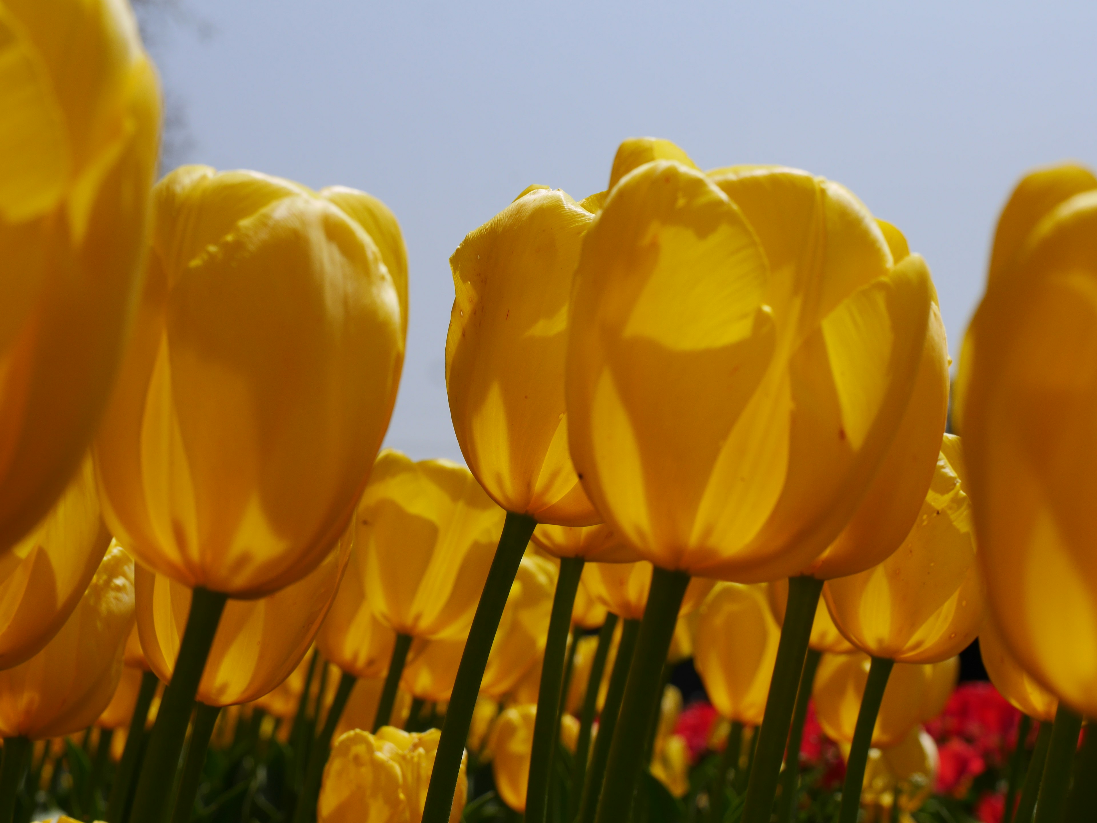 A field of bright yellow tulips in bloom