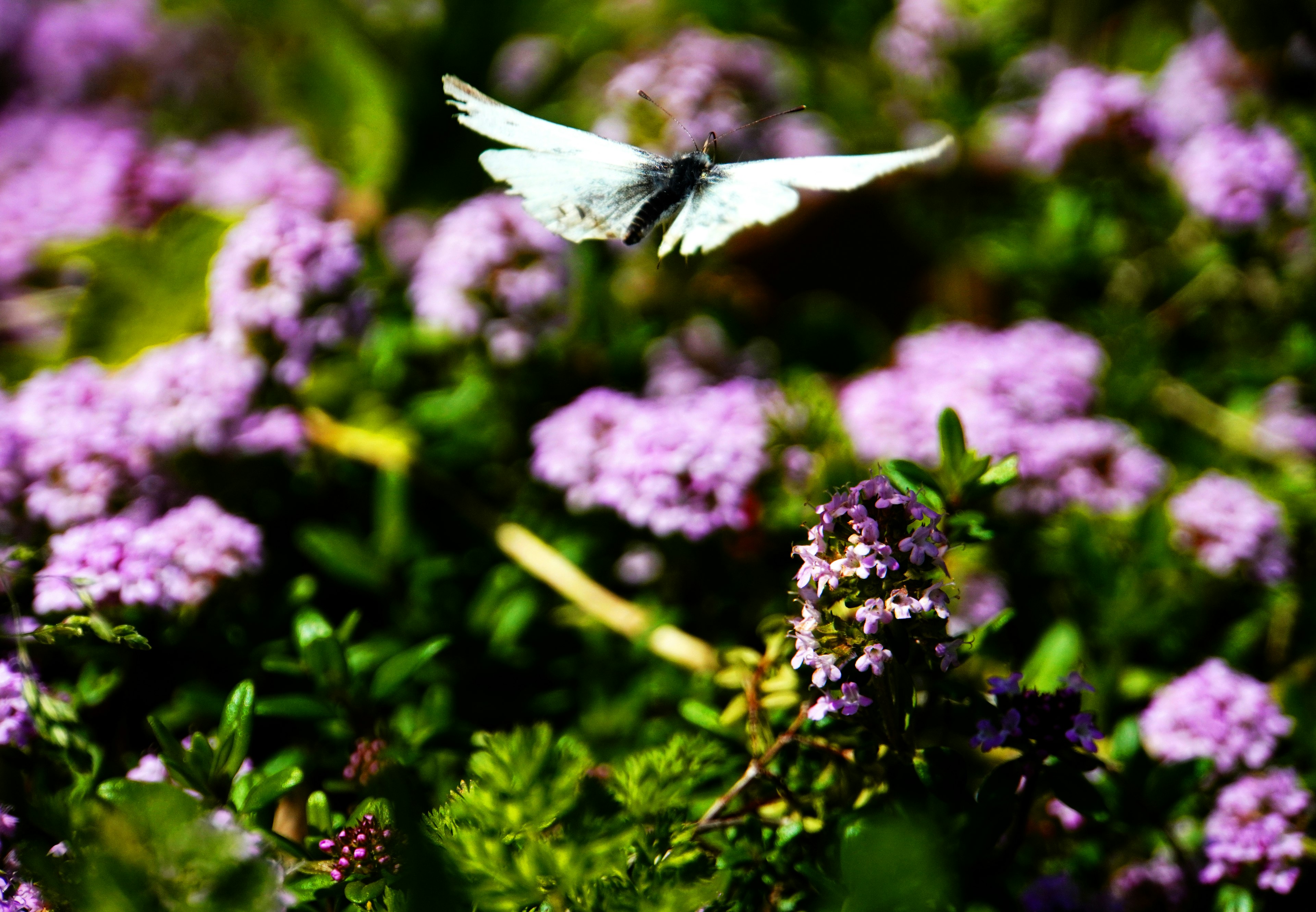 A white butterfly flying among purple flowers