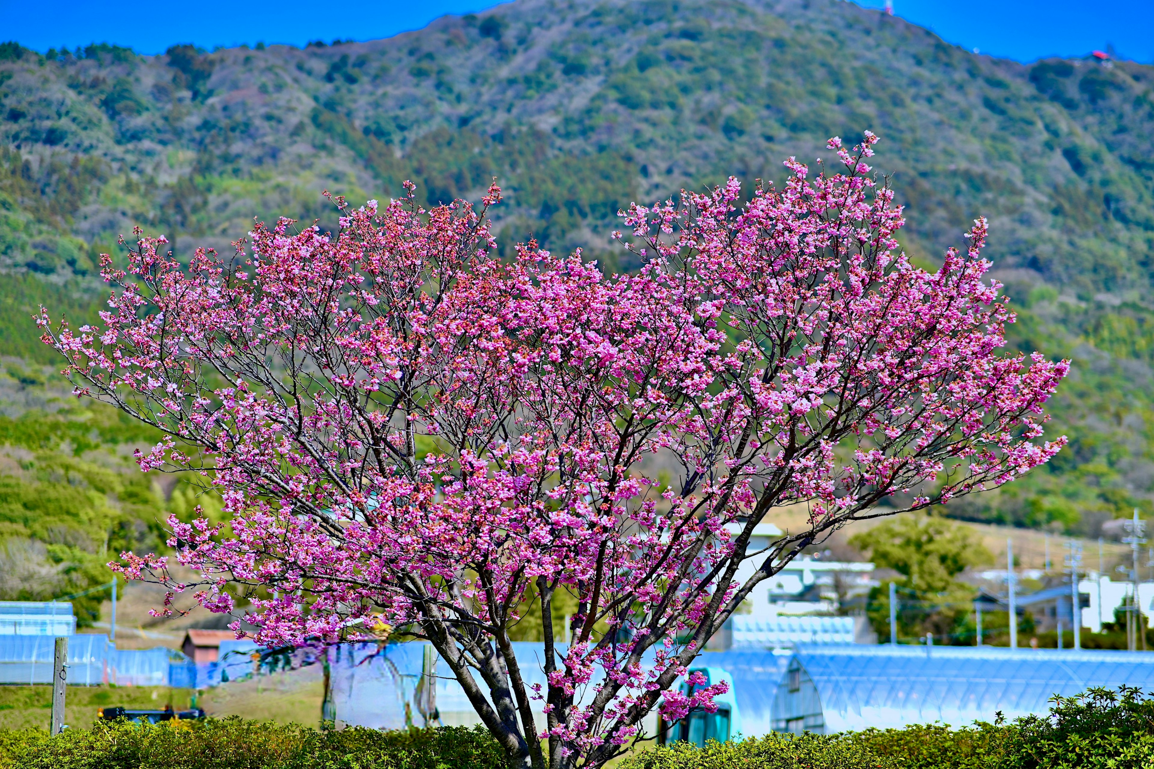 A beautiful cherry blossom tree in bloom with green mountains in the background