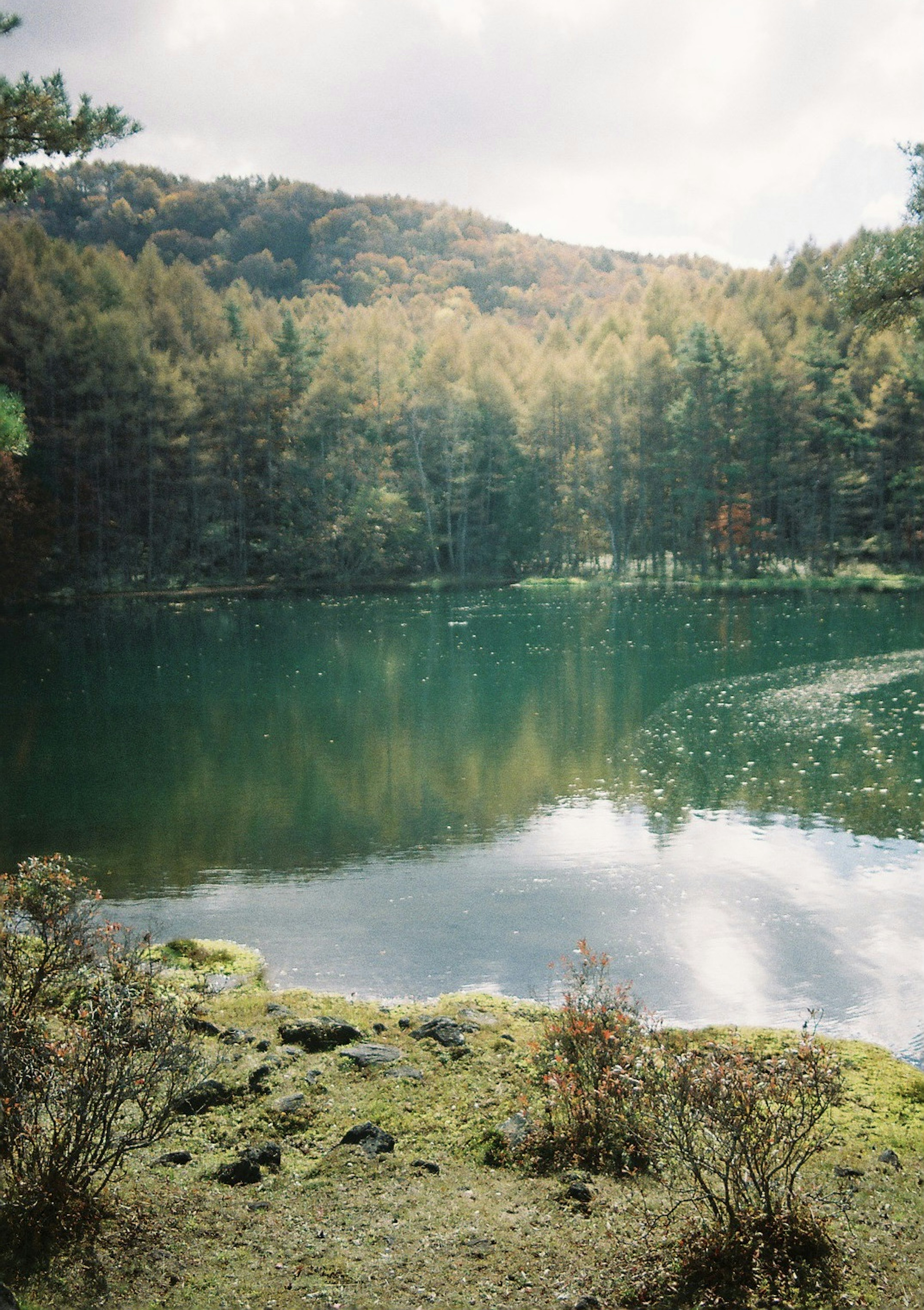 Lago sereno rodeado de un frondoso bosque verde