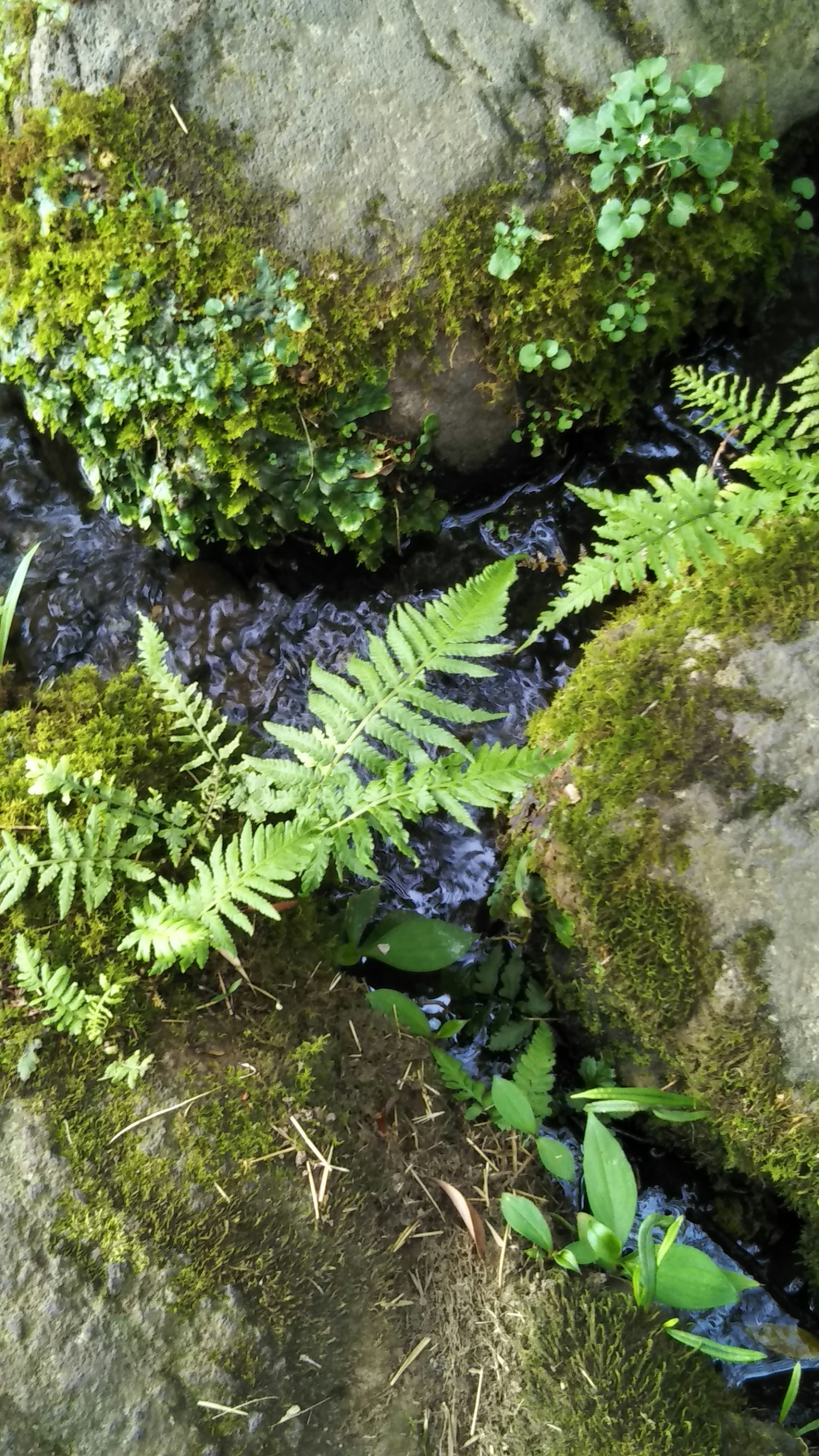 A small stream flowing between rocks with moss and fern leaves