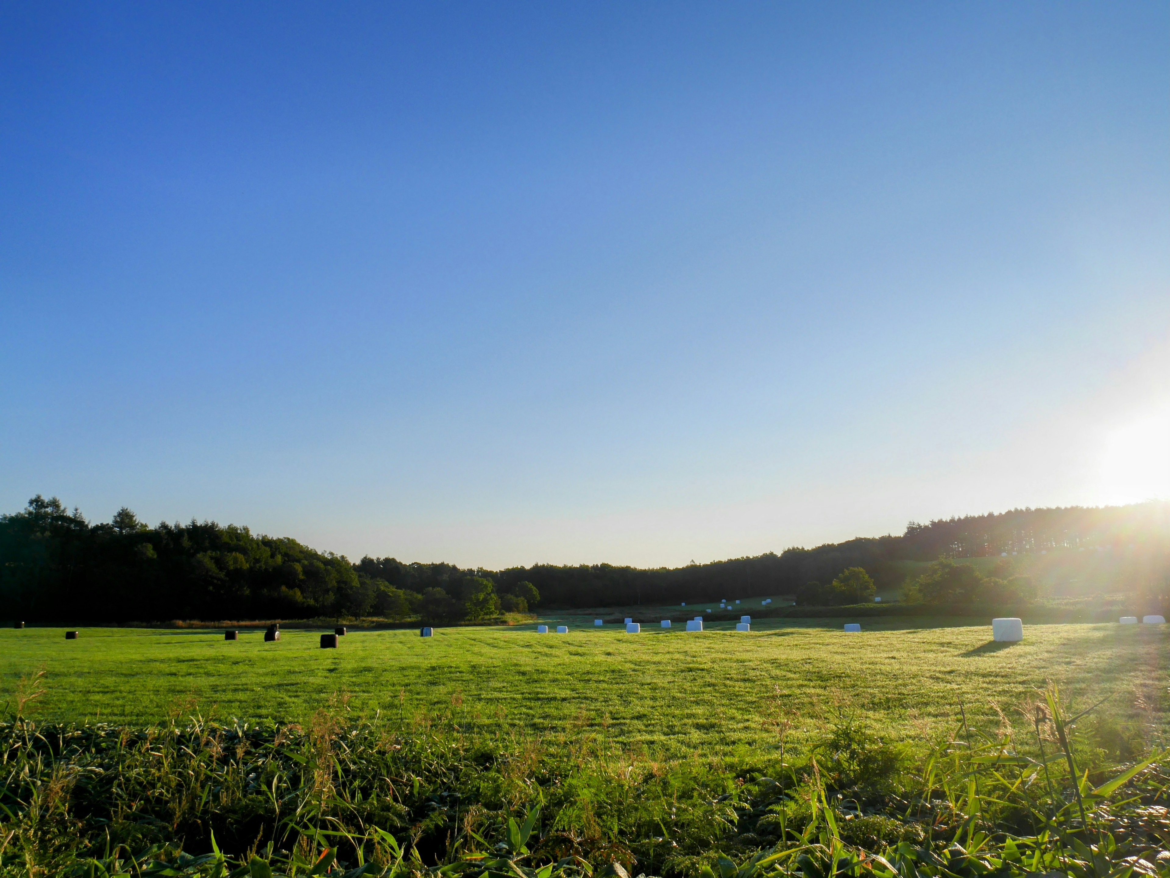 Weites grünes Feld unter einem blauen Himmel mit verstreuten Heuballen in der Ferne