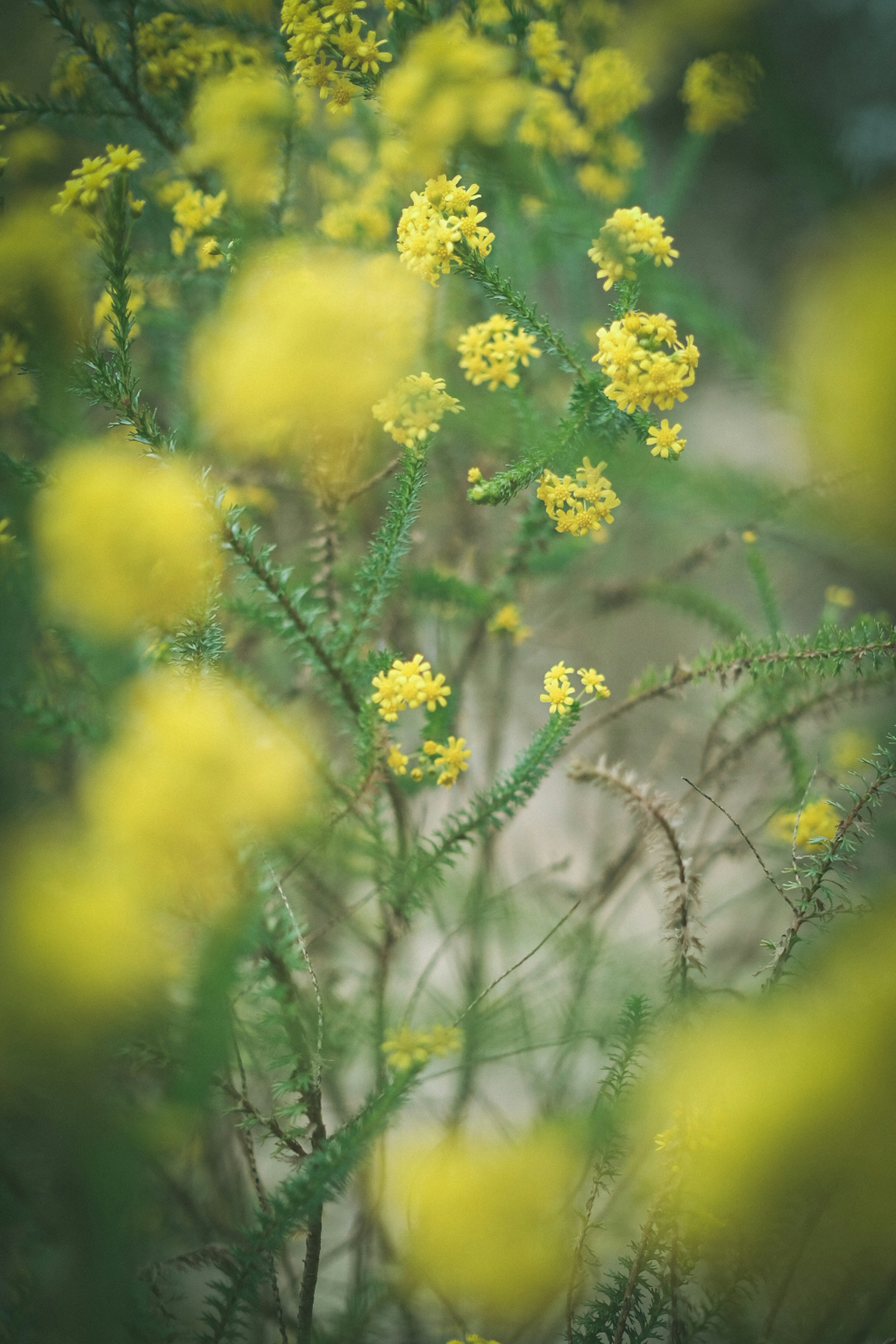 ぼやけた背景に黄色い花が咲いている緑の植物