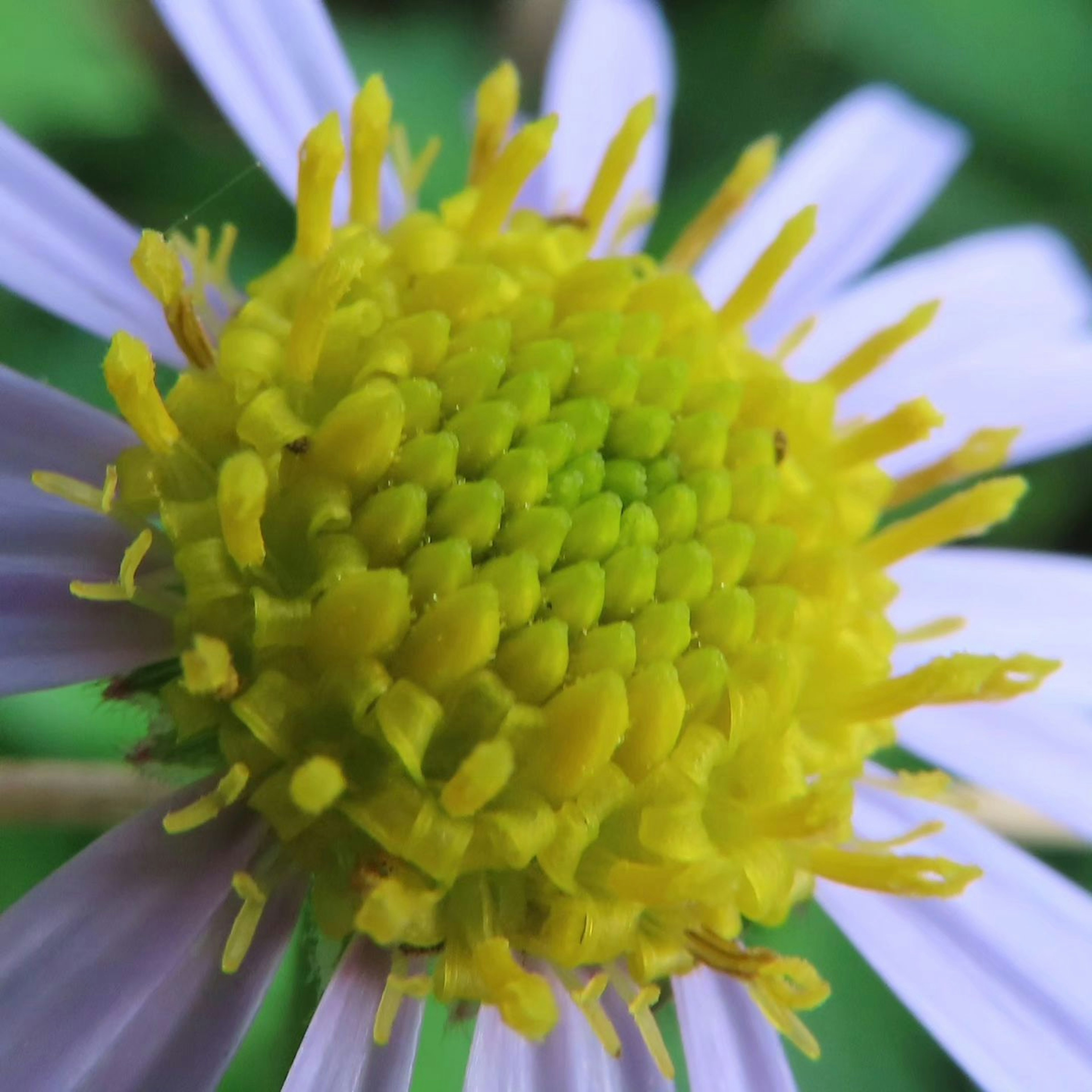 Acercamiento al centro de una hermosa flor con polen amarillo y pétalos morados