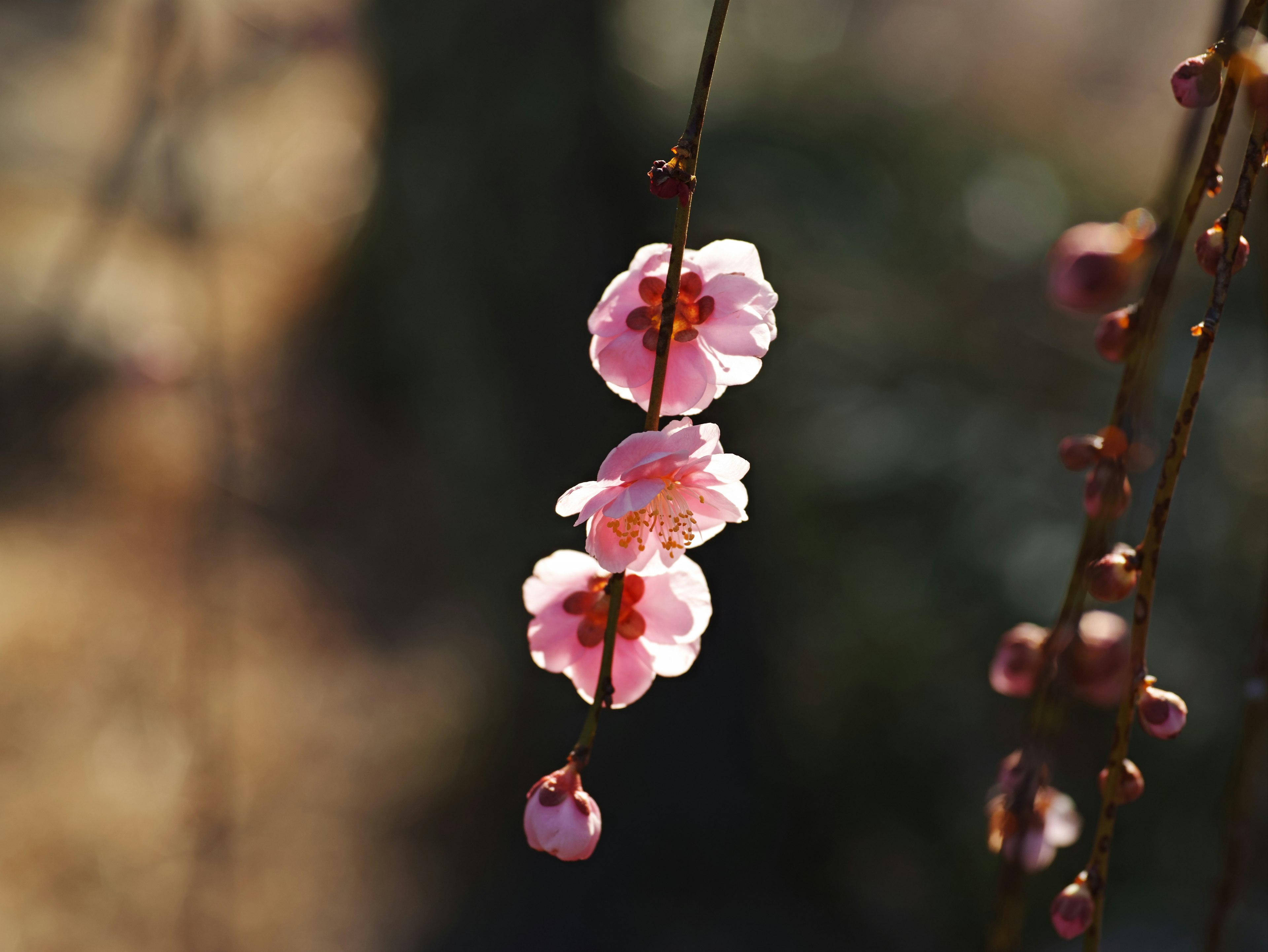 Close-up bunga pink halus di cabang