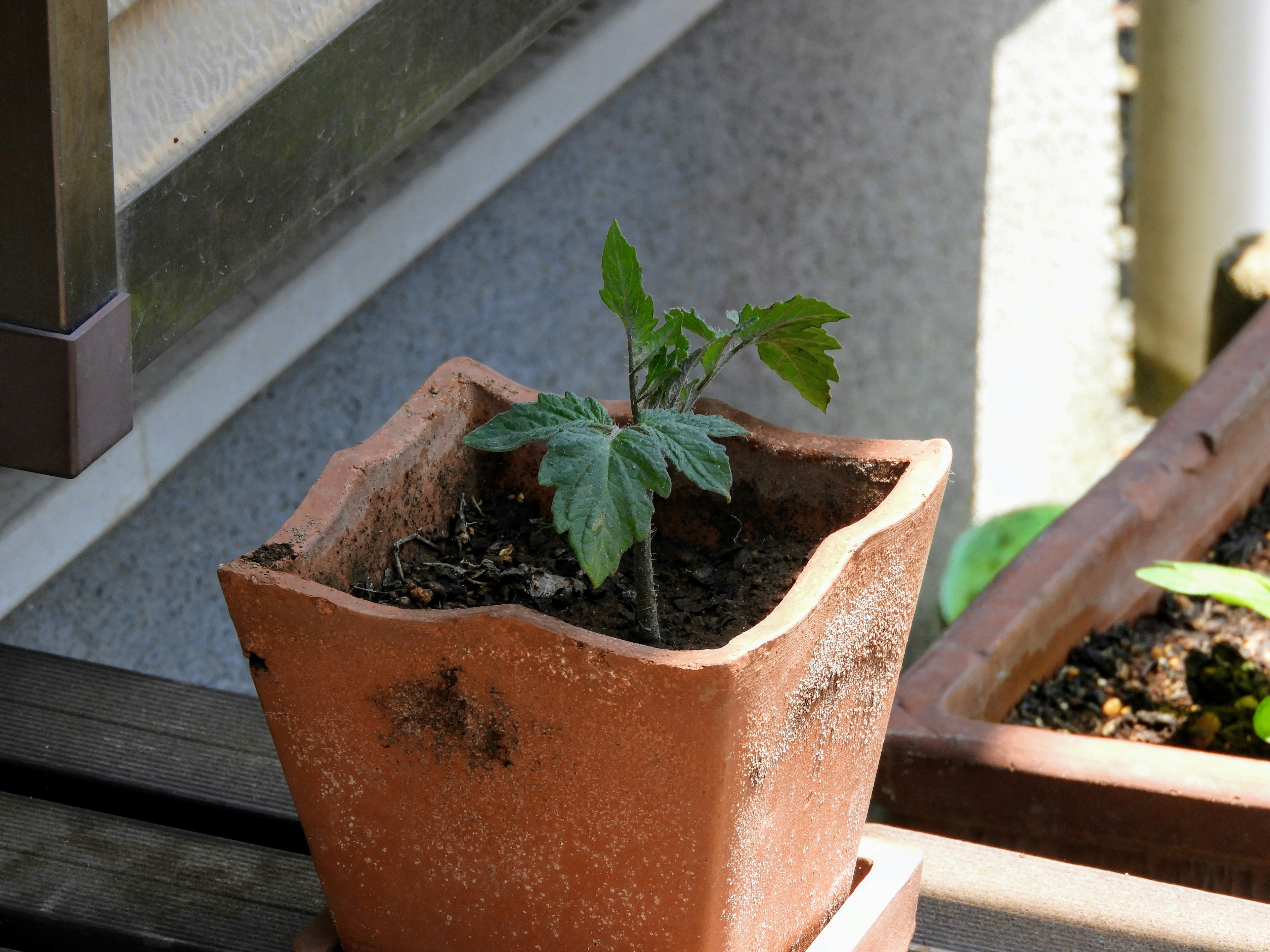 Piccola pianta che cresce in un vaso di terracotta