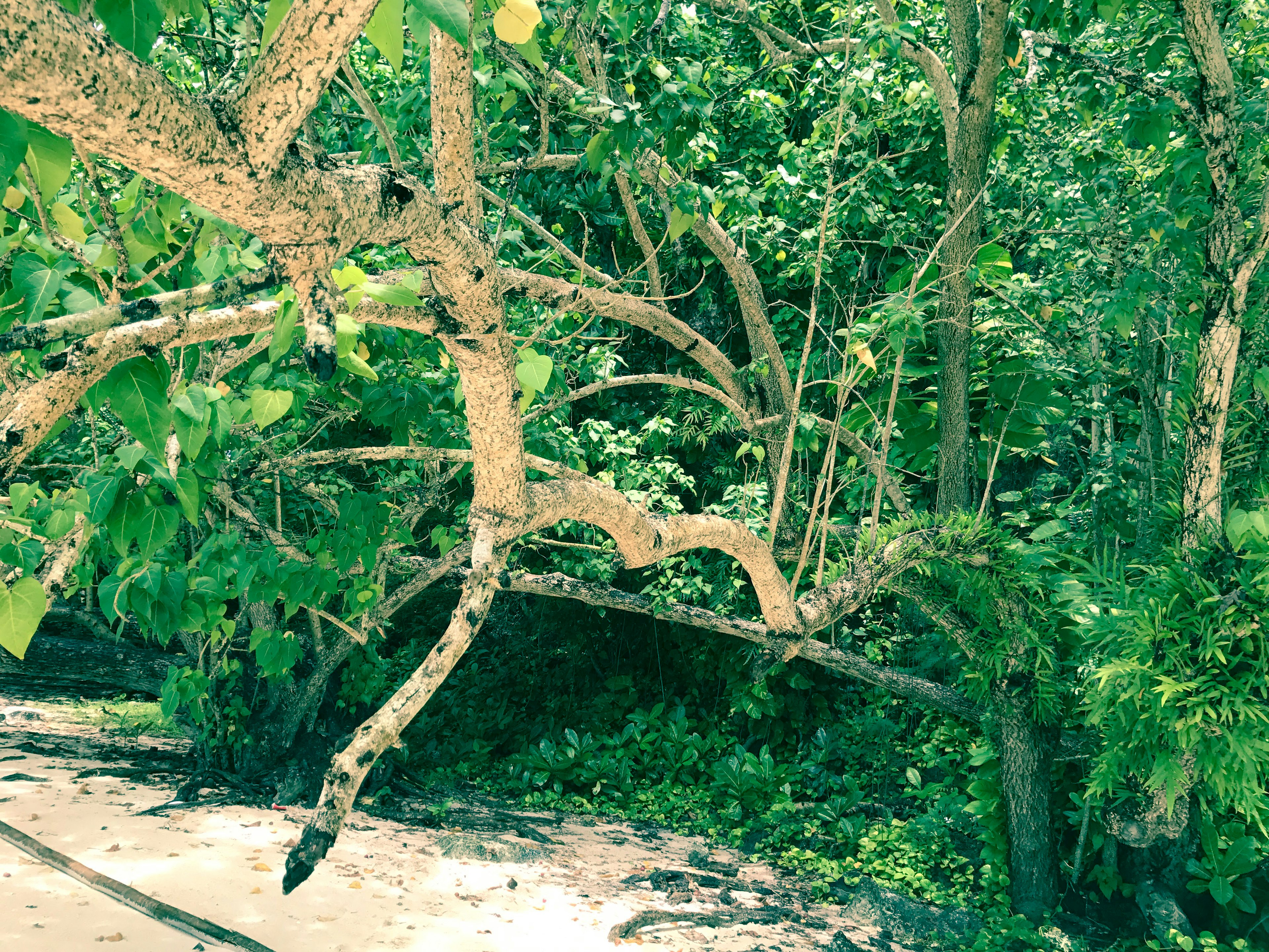 Árboles verdes exuberantes con ramas que se extienden cerca de una playa