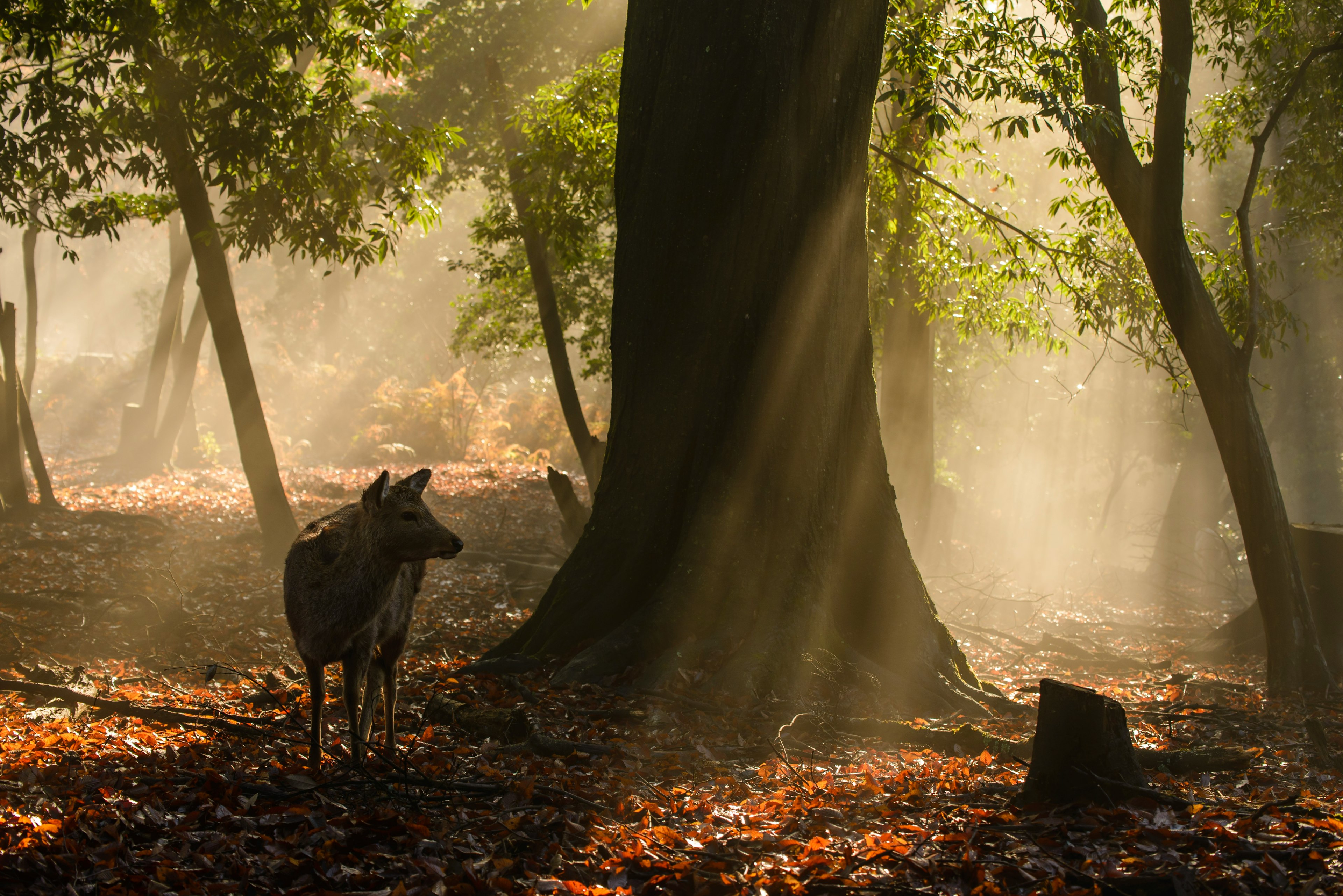 霧の中に立つ動物と大きな木のある森の風景