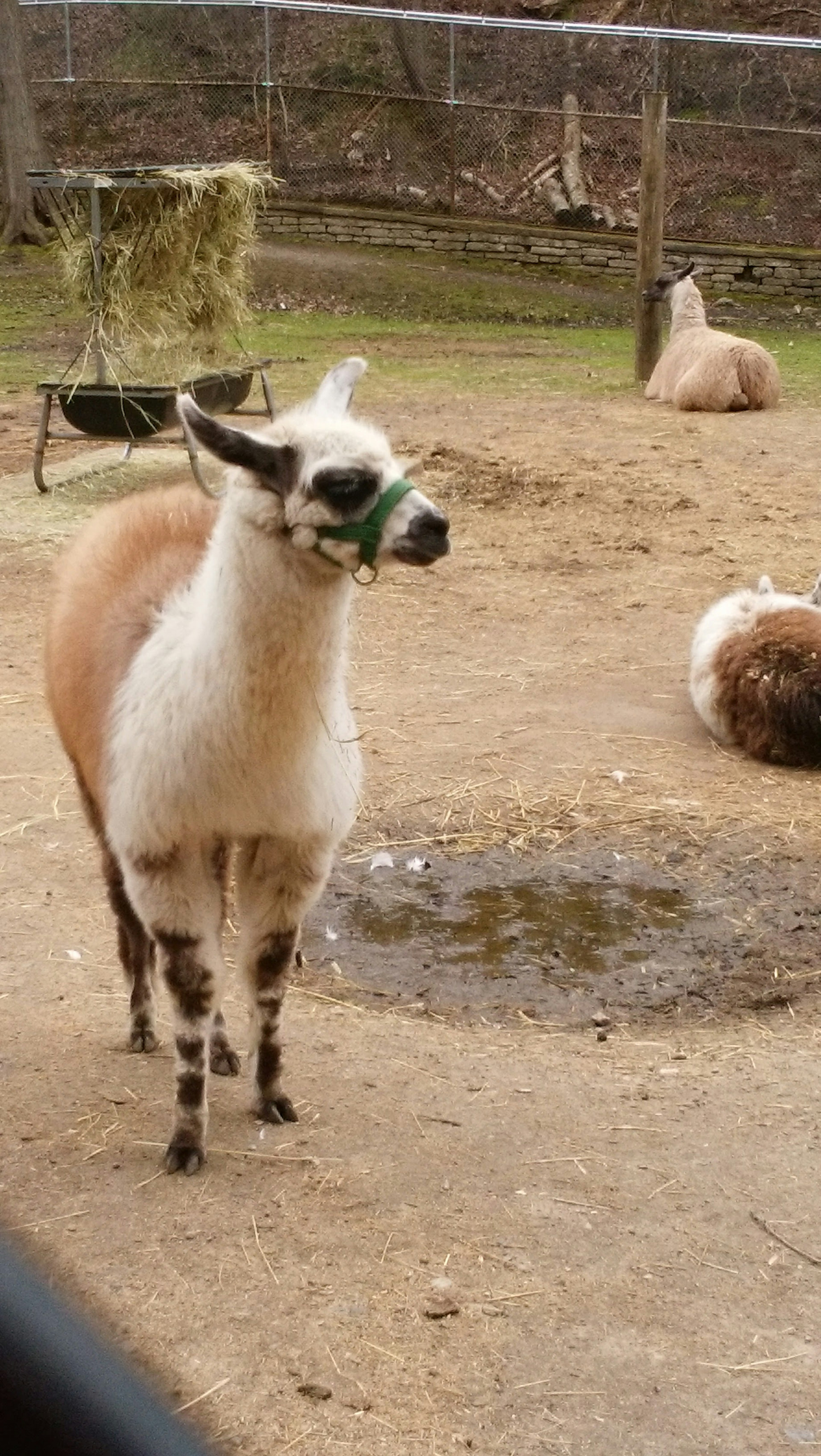 Una llama de pie en el suelo con otra llama al fondo